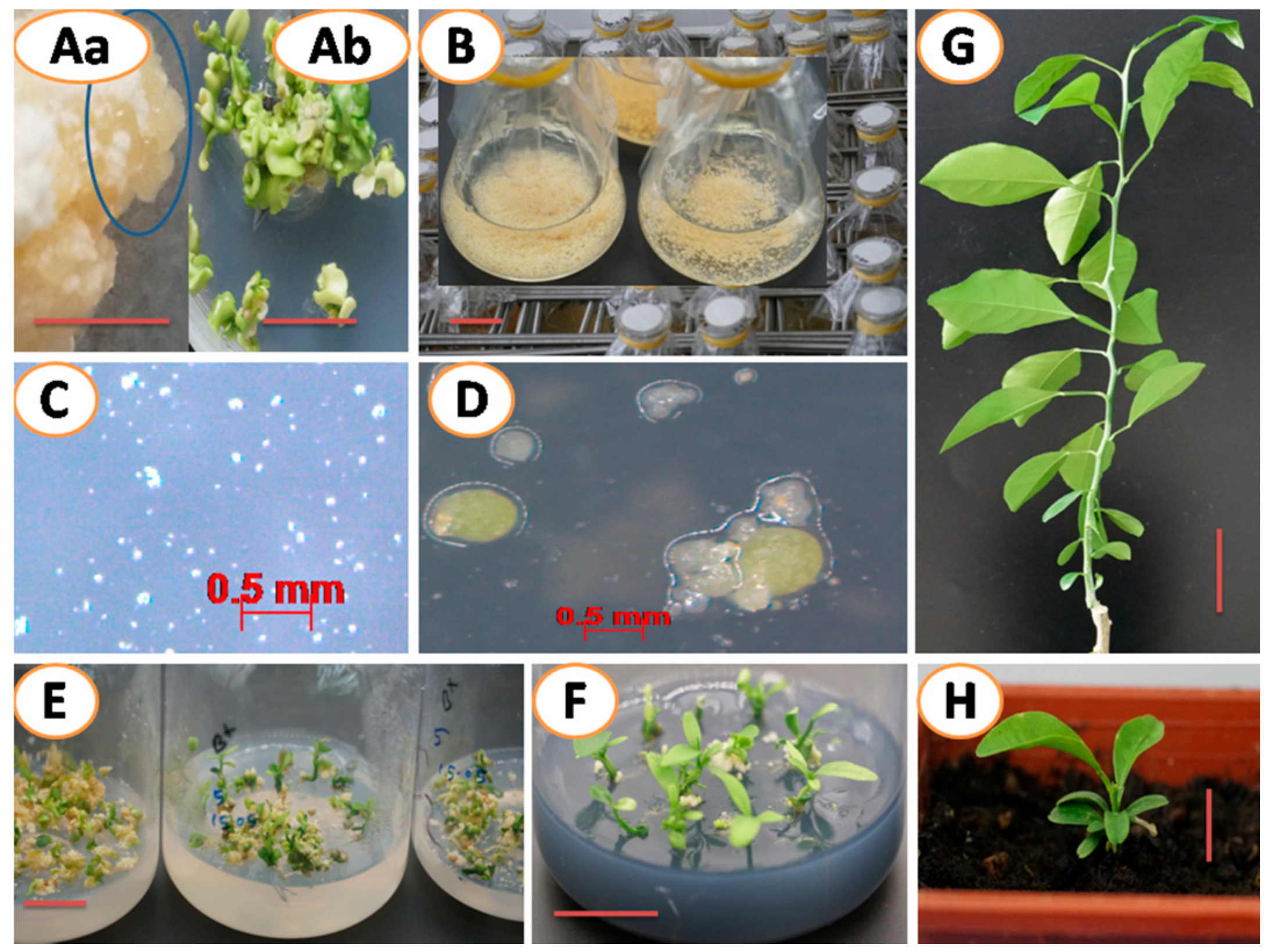 Plants 10 00664 g004 Plants 10 00664 g004