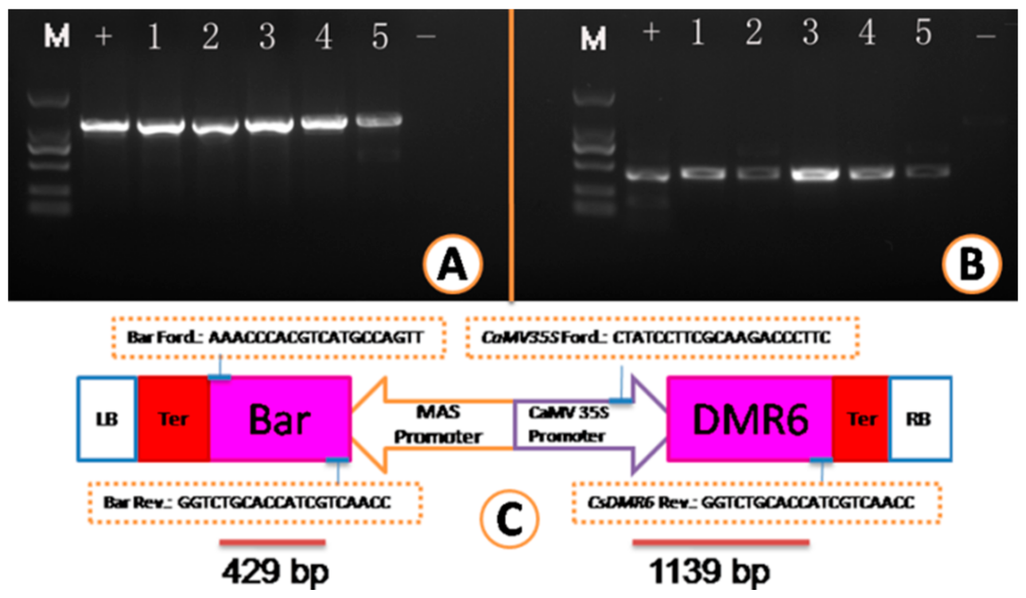 Plants 10 00664 g005 Plants 10 00664 g005