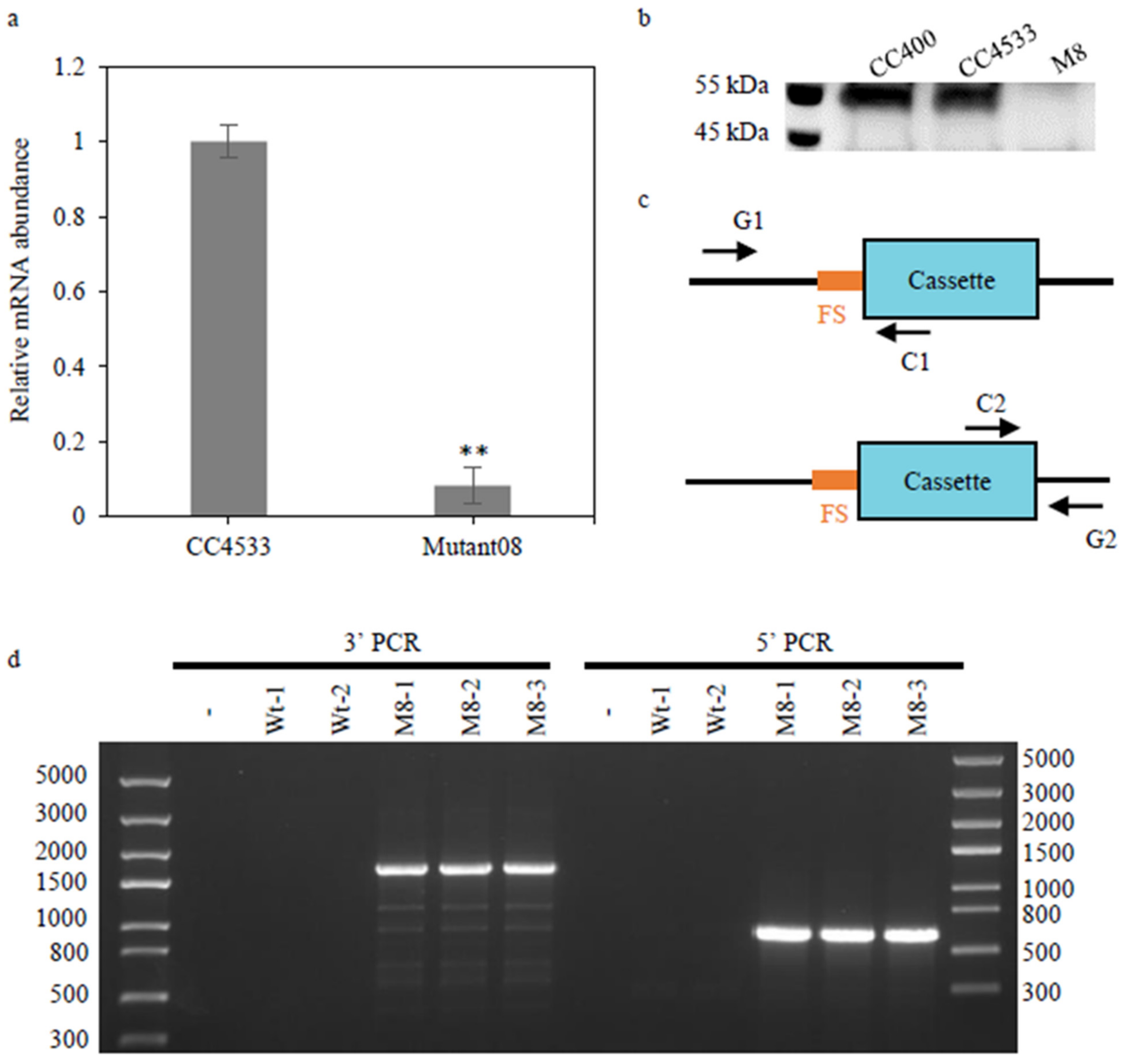 Plants 10 00675 g003 Plants 10 00675 g003