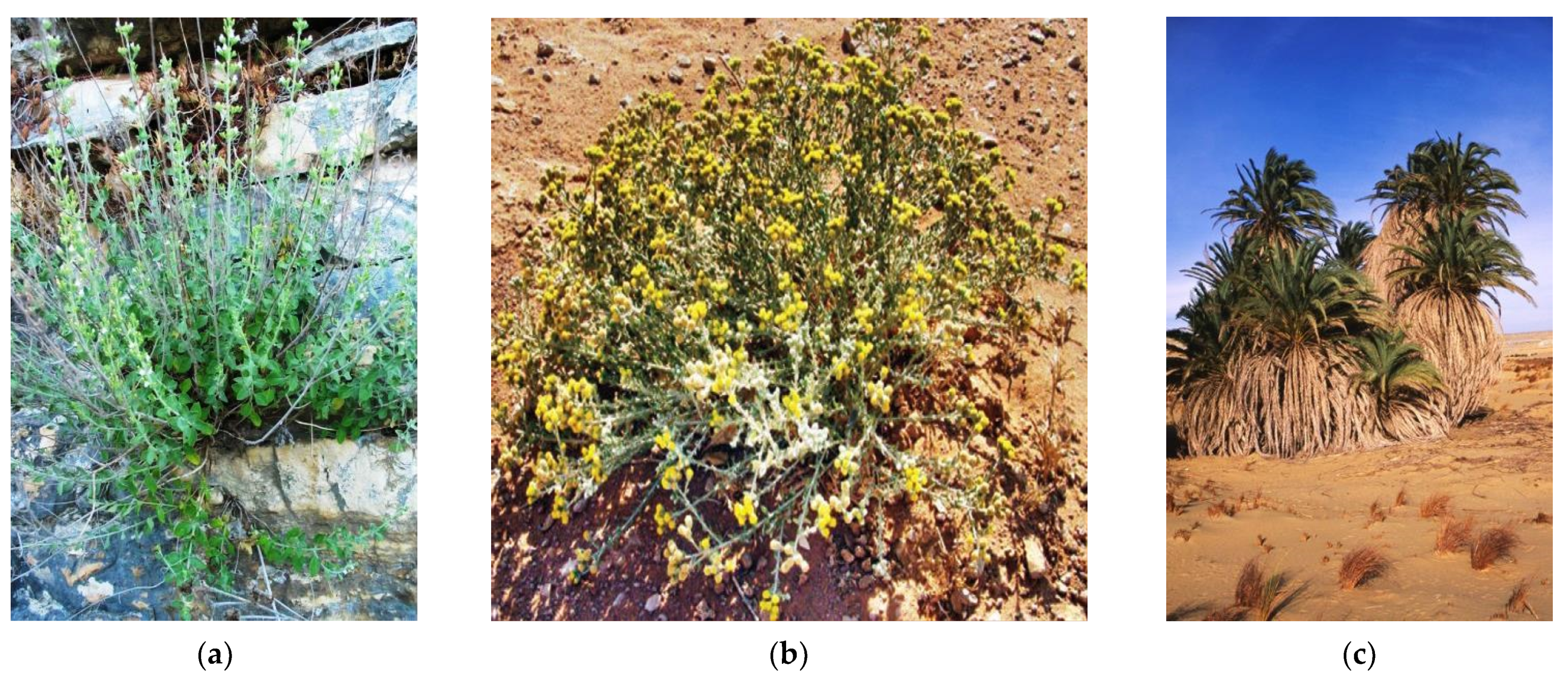 Plants 10 00676 g005