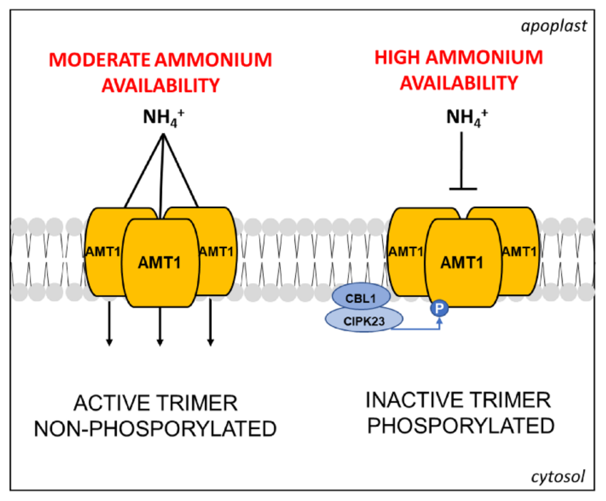 Plants 10 00681 g003