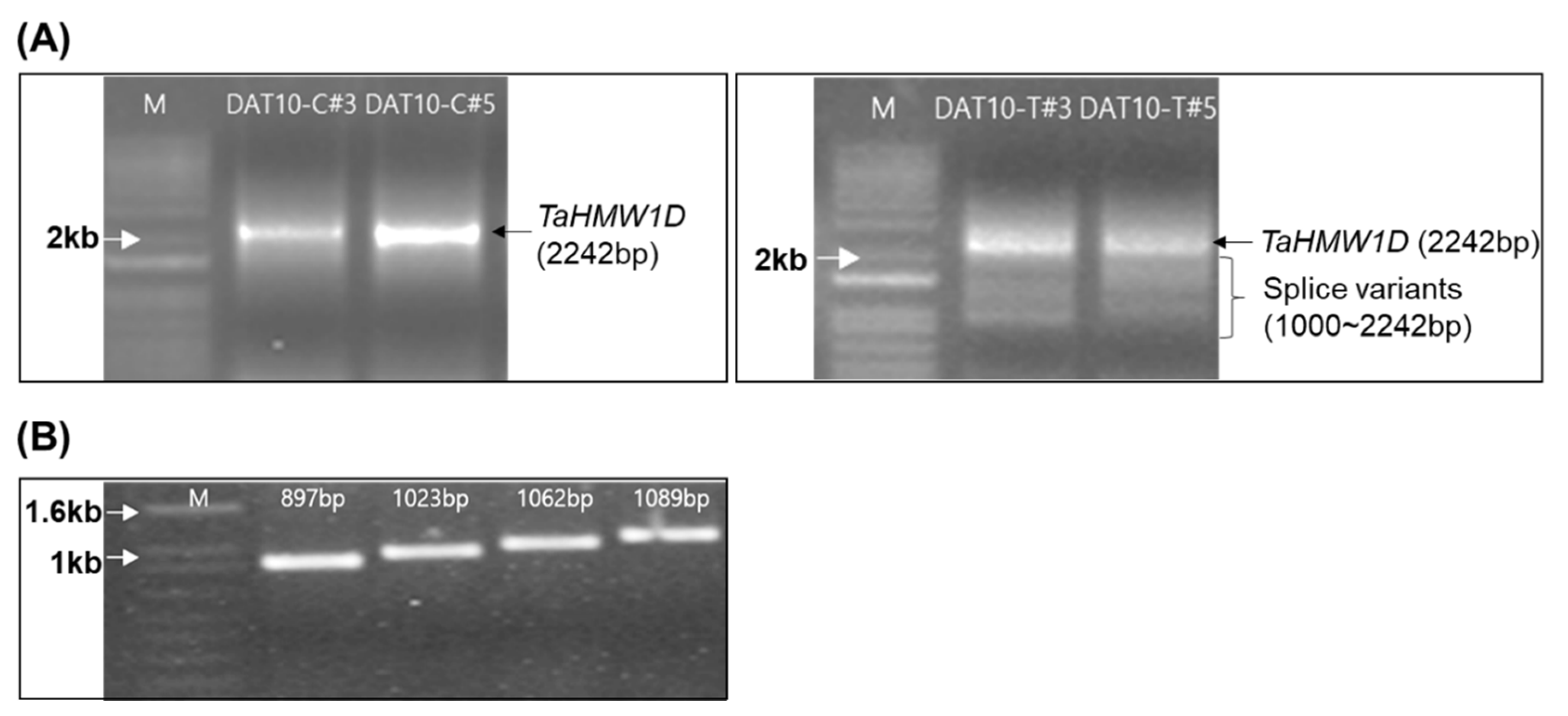 Plants 10 00687 g005 Plants 10 00687 g005