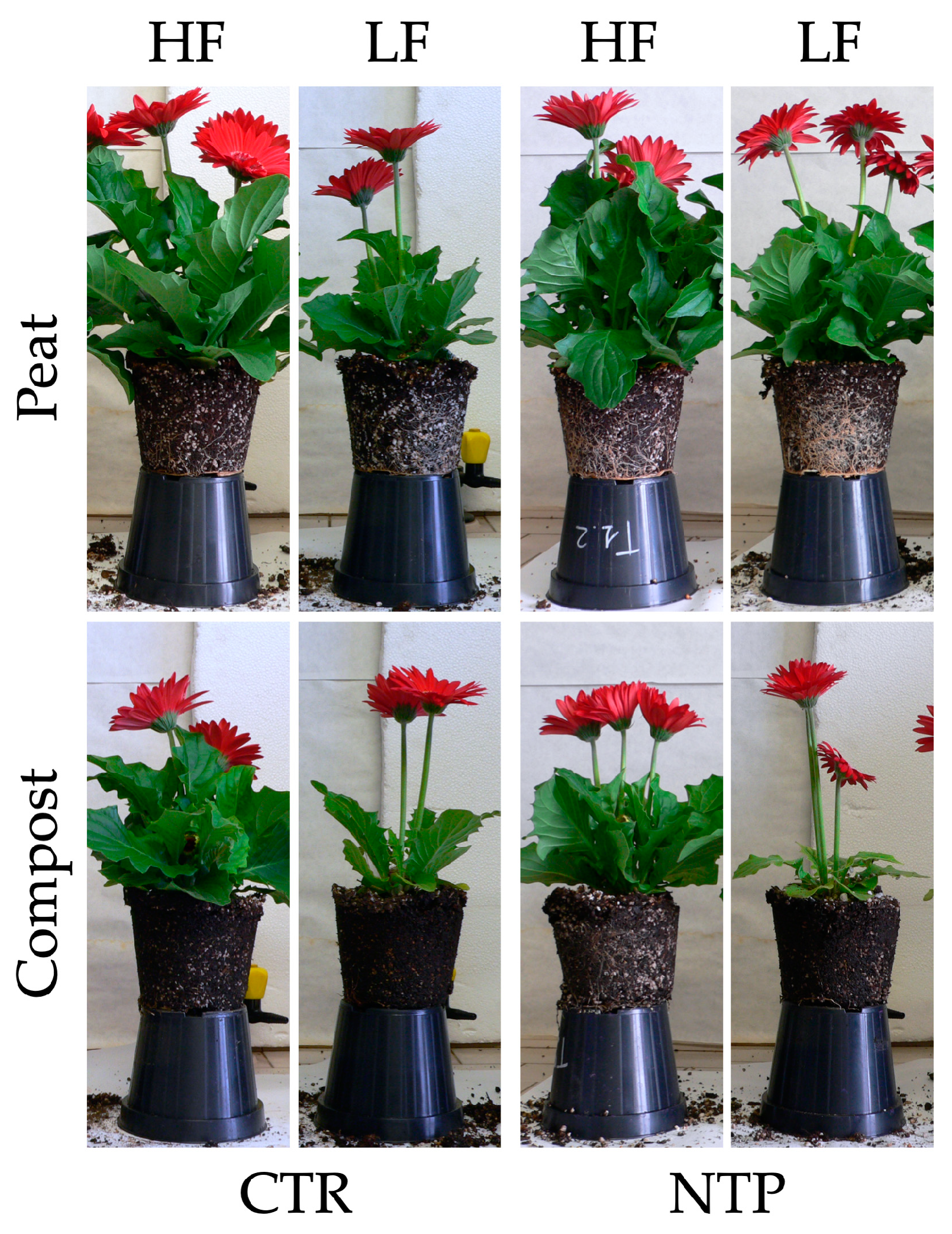 Plants 10 00689 g002