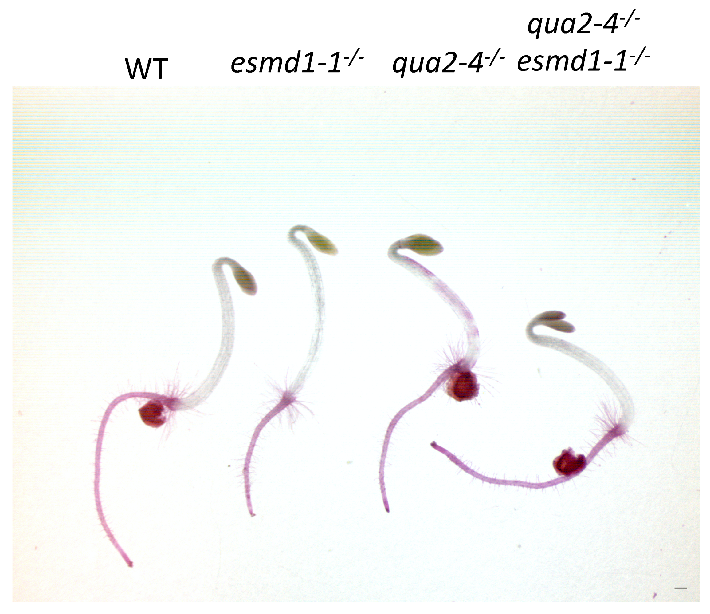 Plants 10 00690 g002