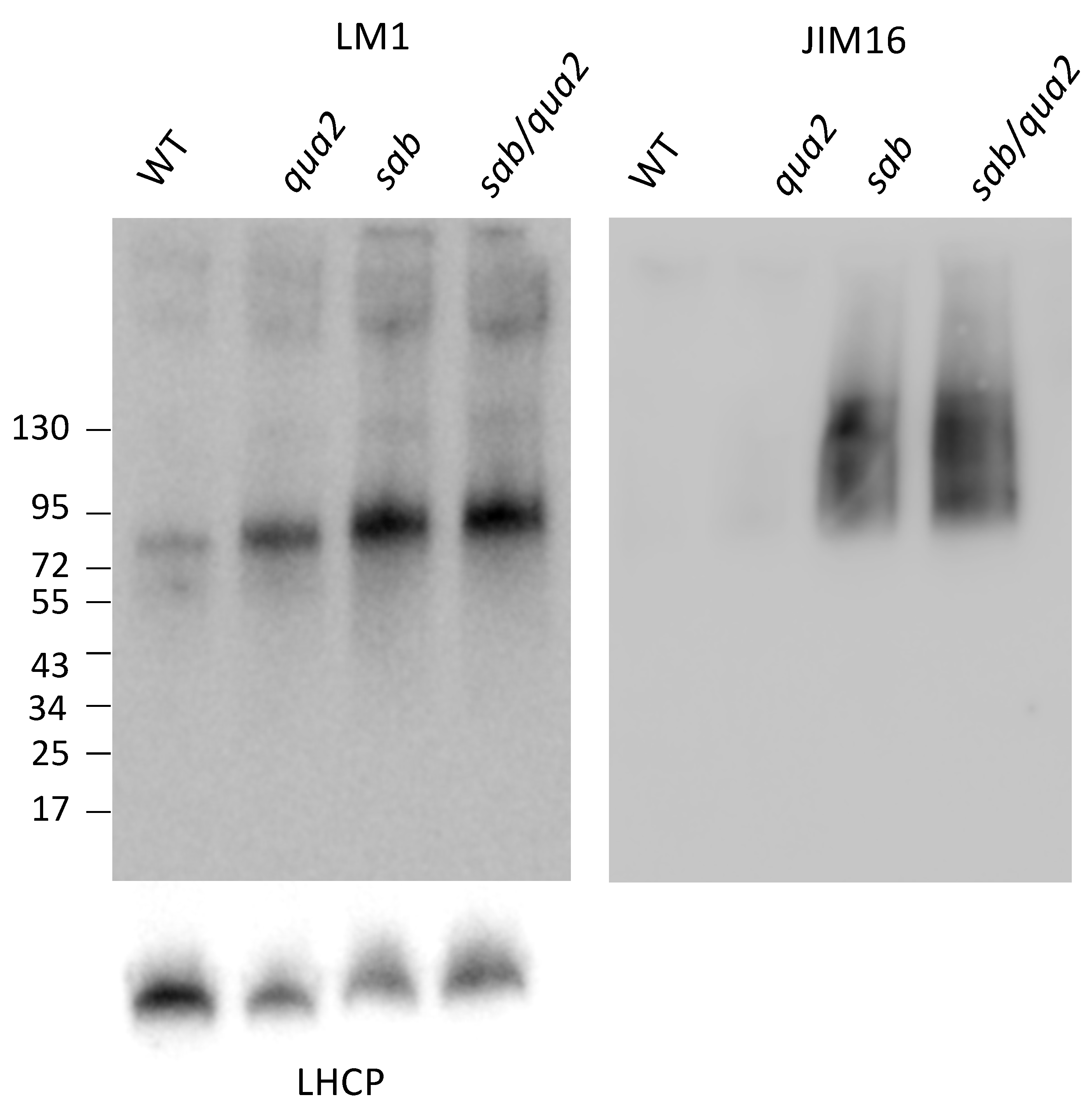 Plants 10 00690 g006