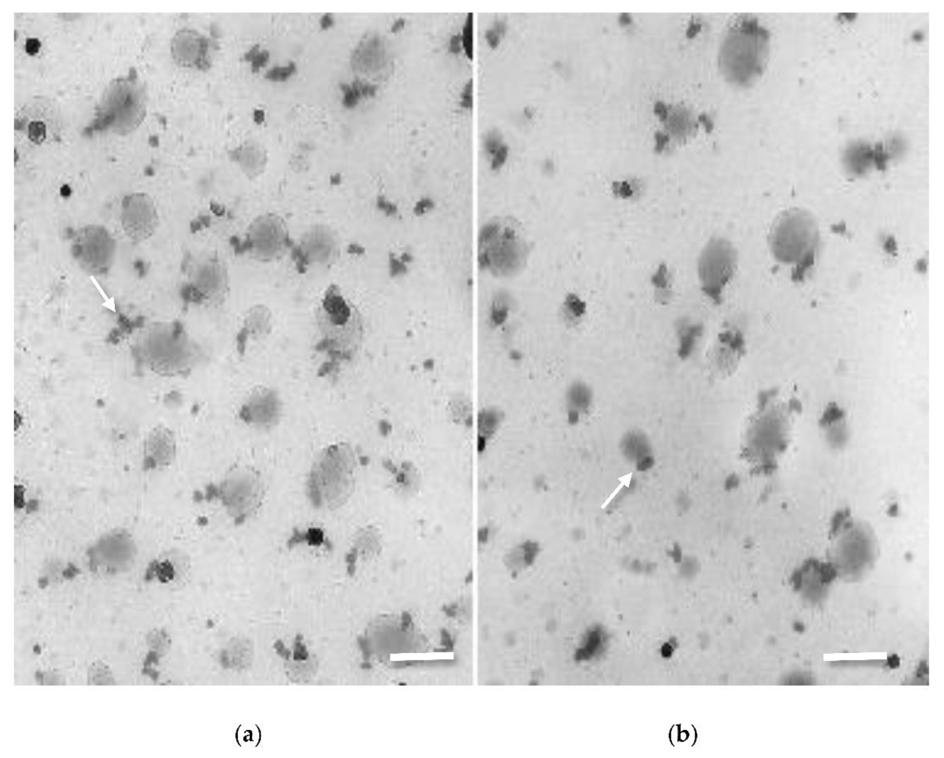 Plants 10 00691 g001