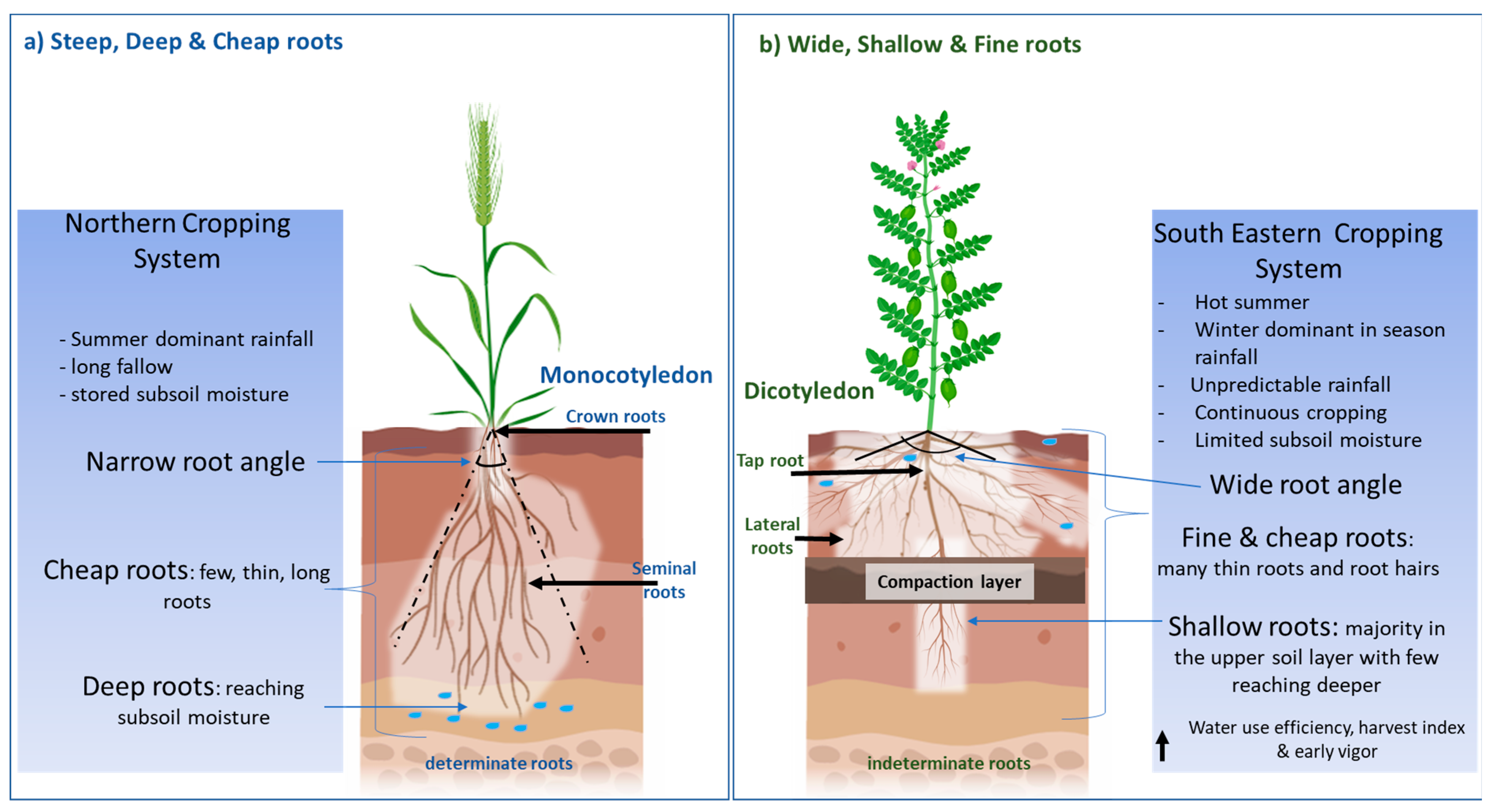Plants Free FullText Pulse Root Ideotype for Water Stress in