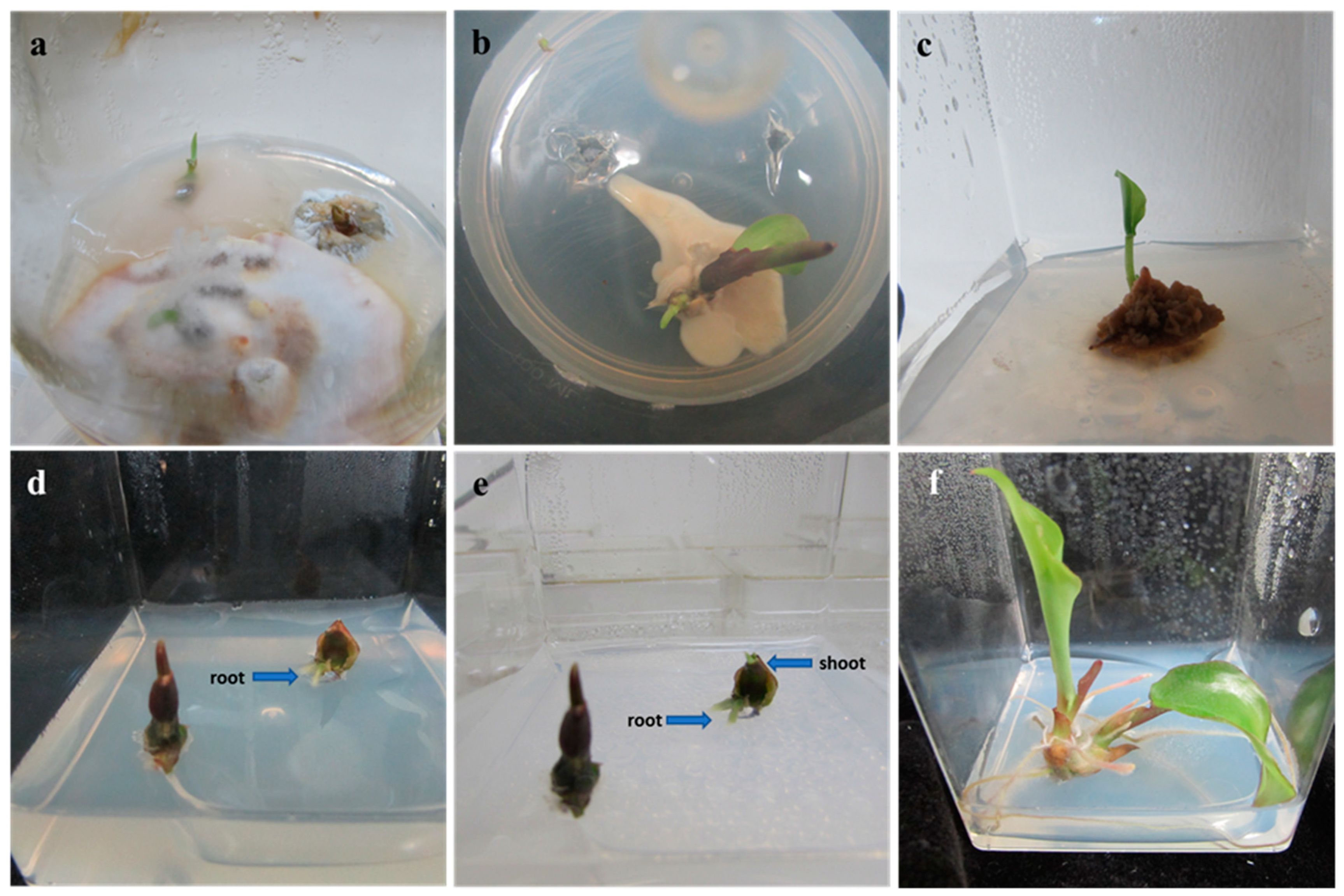 Plants 10 00698 g001 Plants 10 00698 g001