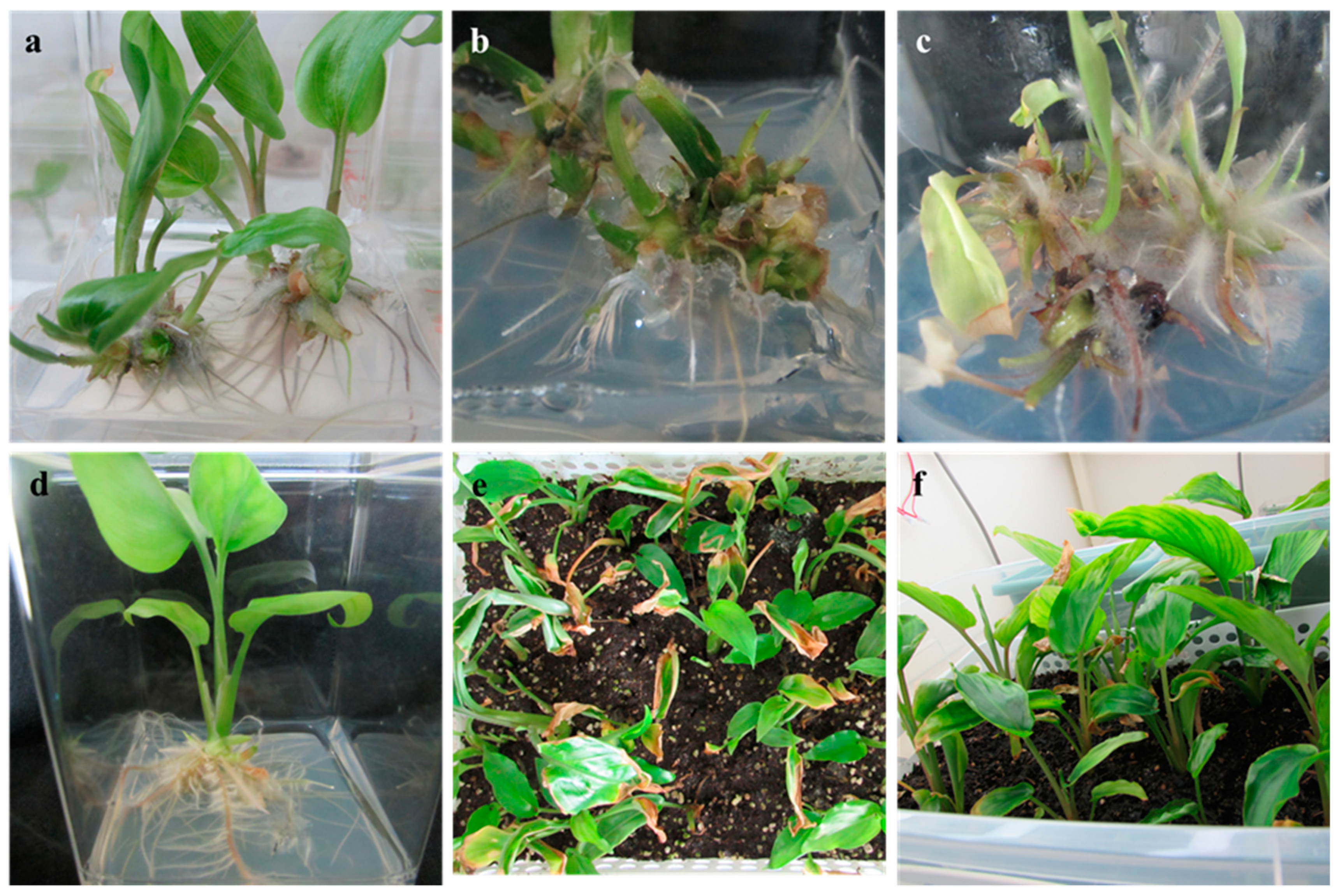 Plants 10 00698 g002 Plants 10 00698 g002