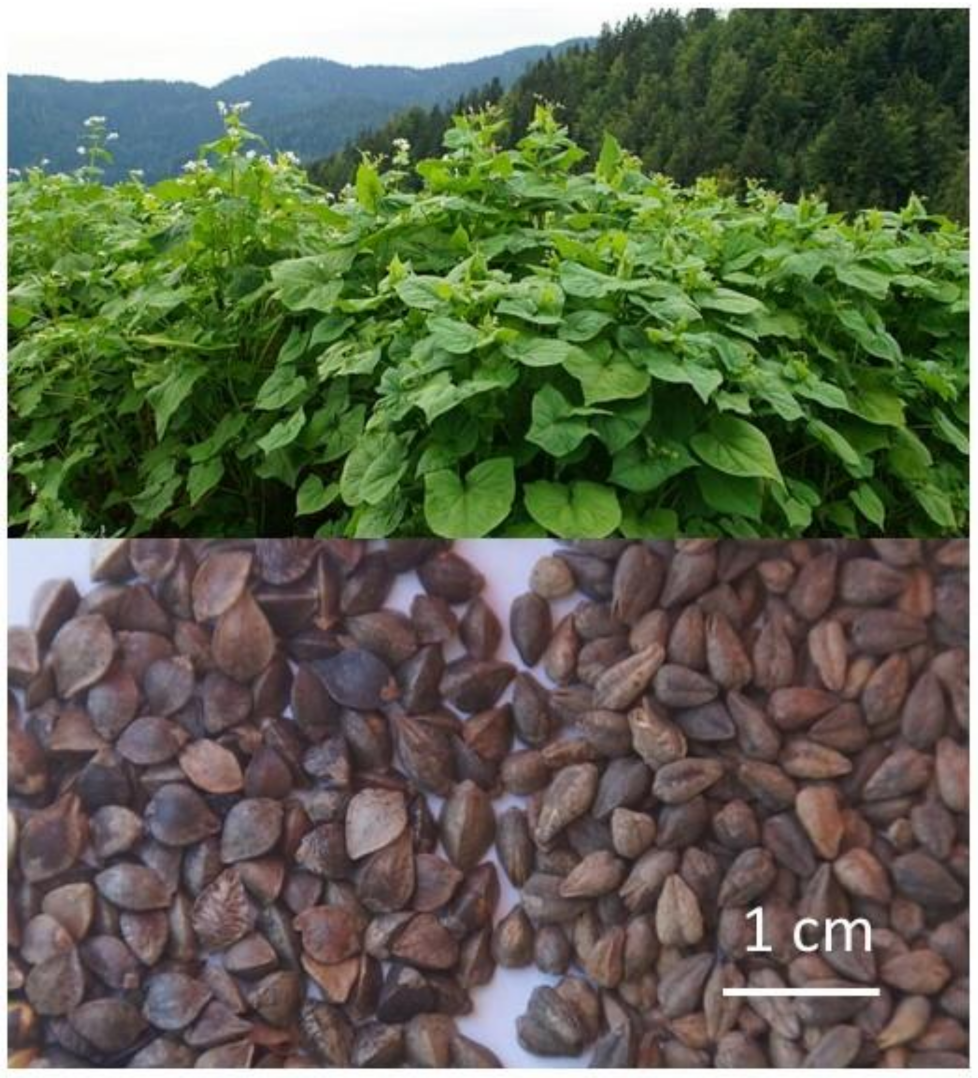 Plants 10 00700 g001