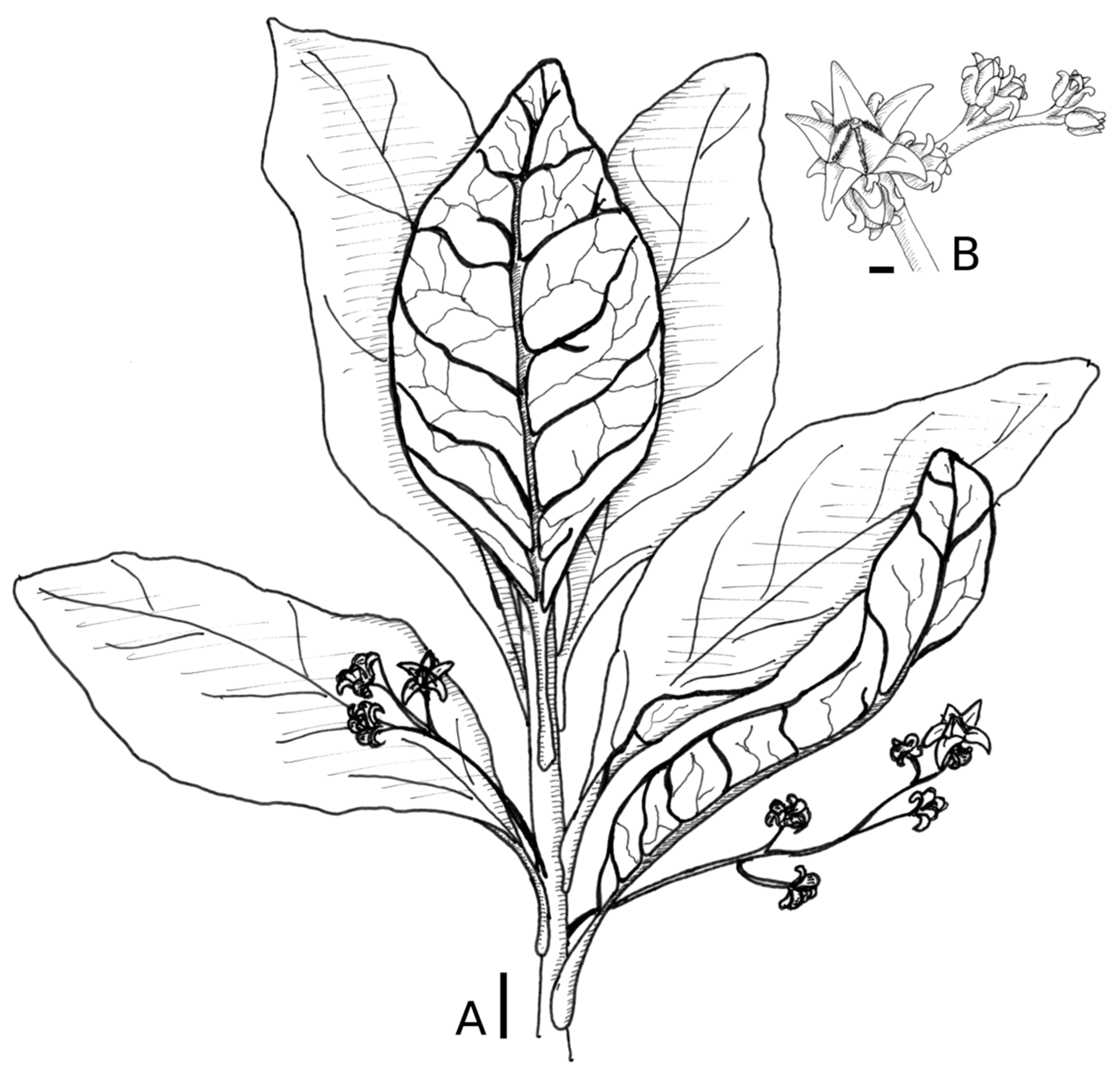 Plants 10 00701 g001 Plants 10 00701 g001