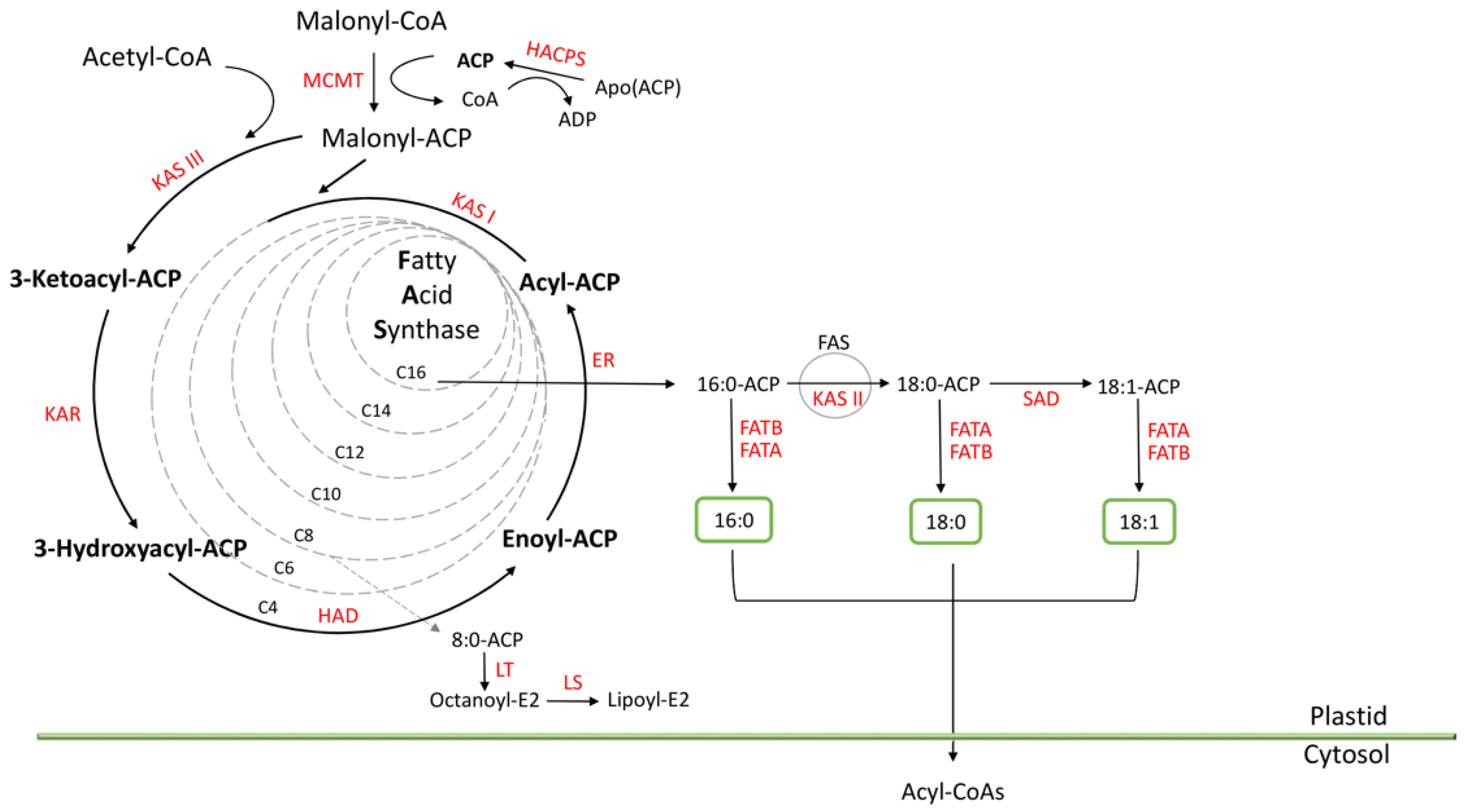 Plants 10 00706 g004 Plants 10 00706 g004