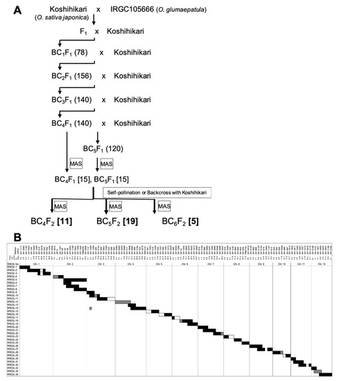 Plants Free Full Text Exploring The Loci Responsible For Awn Development In Rice Through Comparative Analysis Of All Genome Species