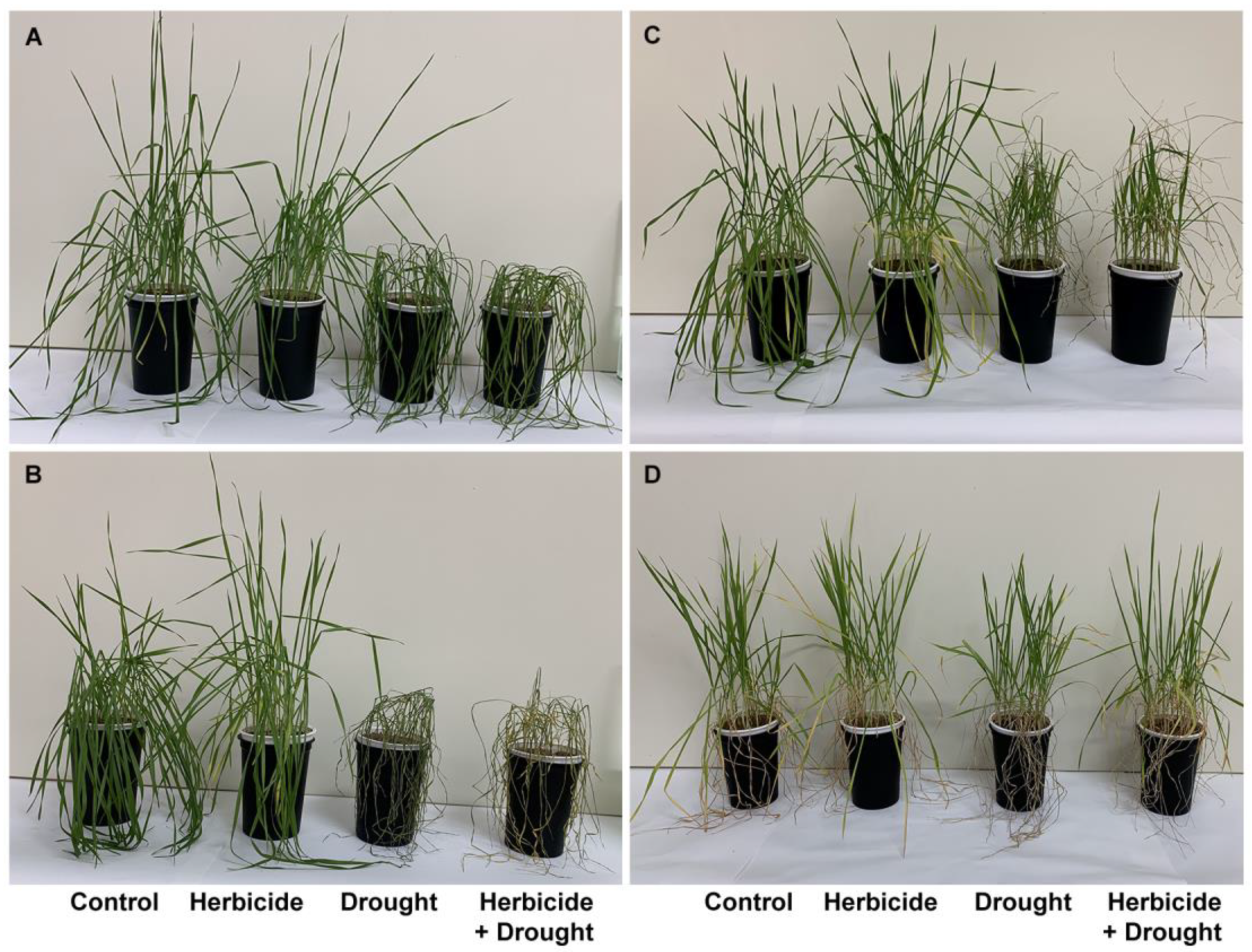 Plants 10 00733 g001