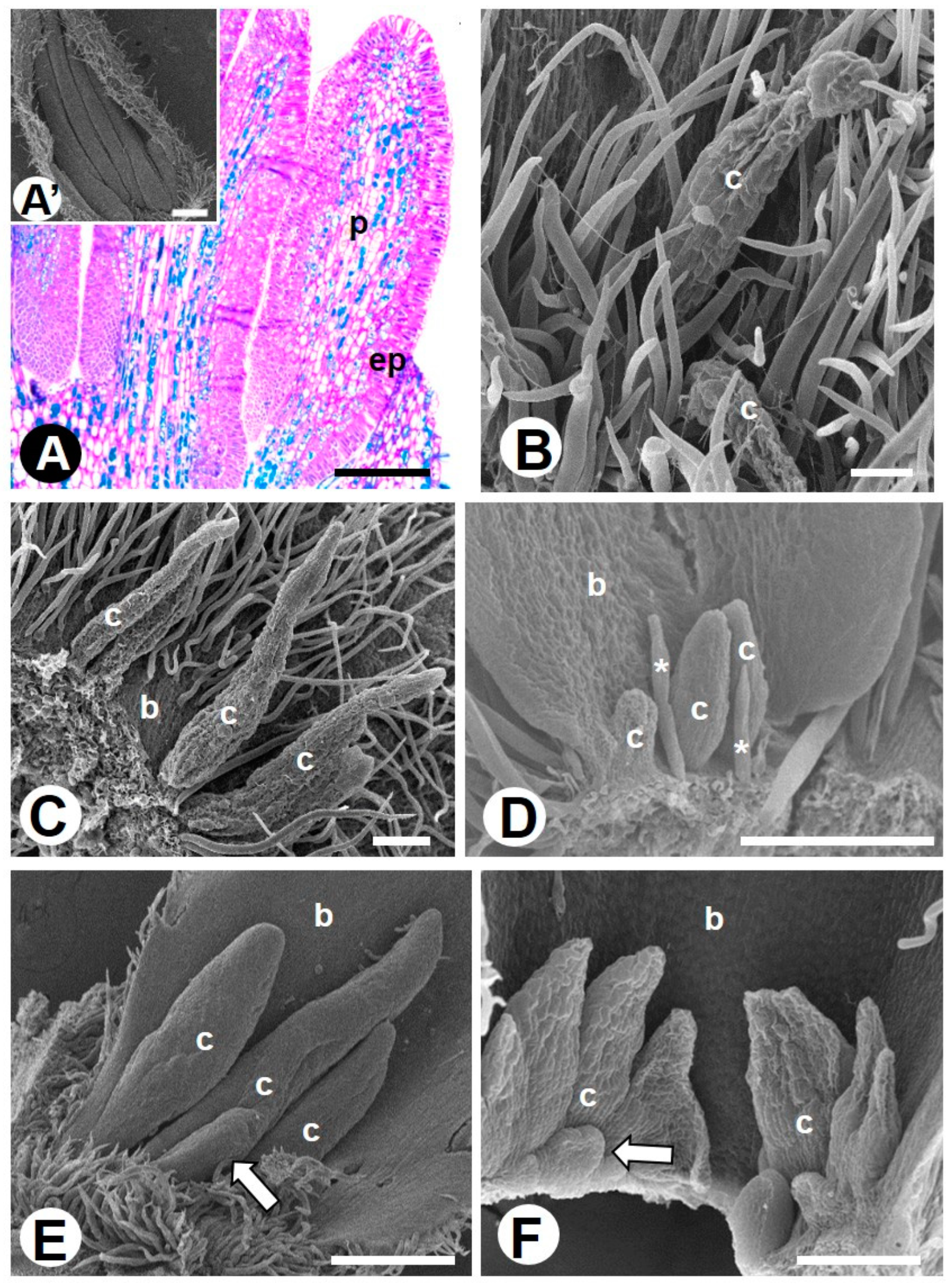 Plants 10 00736 g001