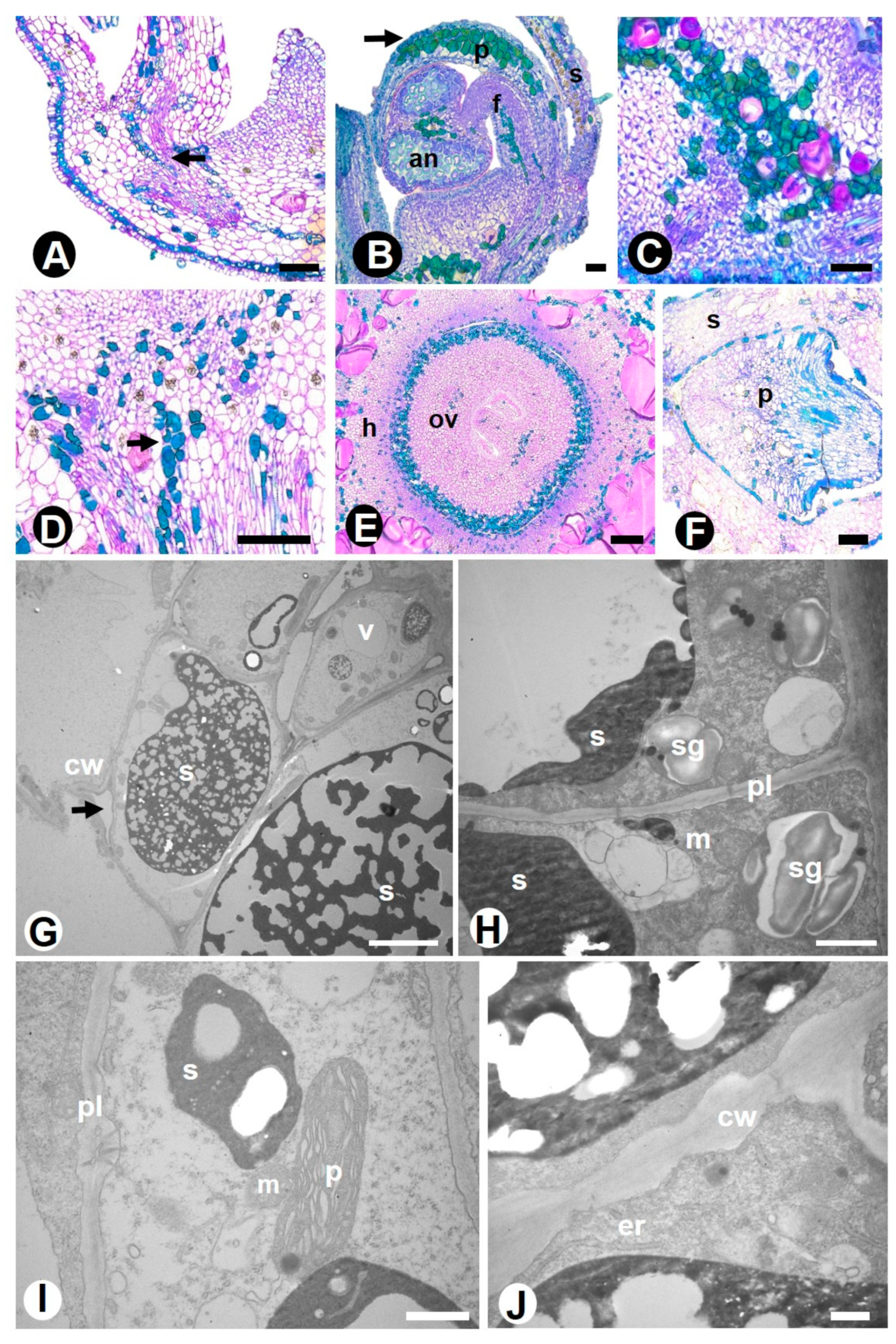 Plants 10 00736 g003
