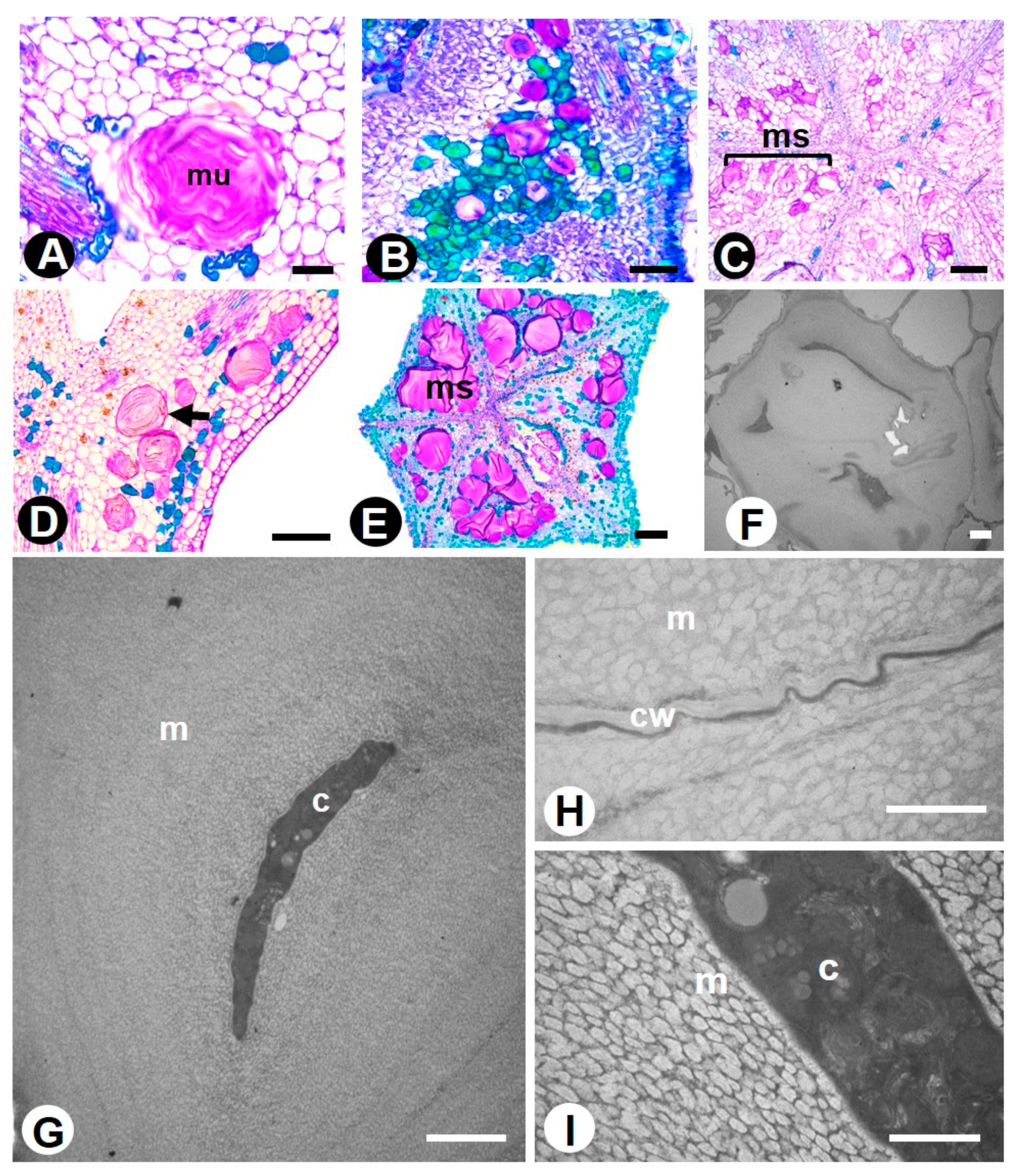 Plants 10 00736 g004