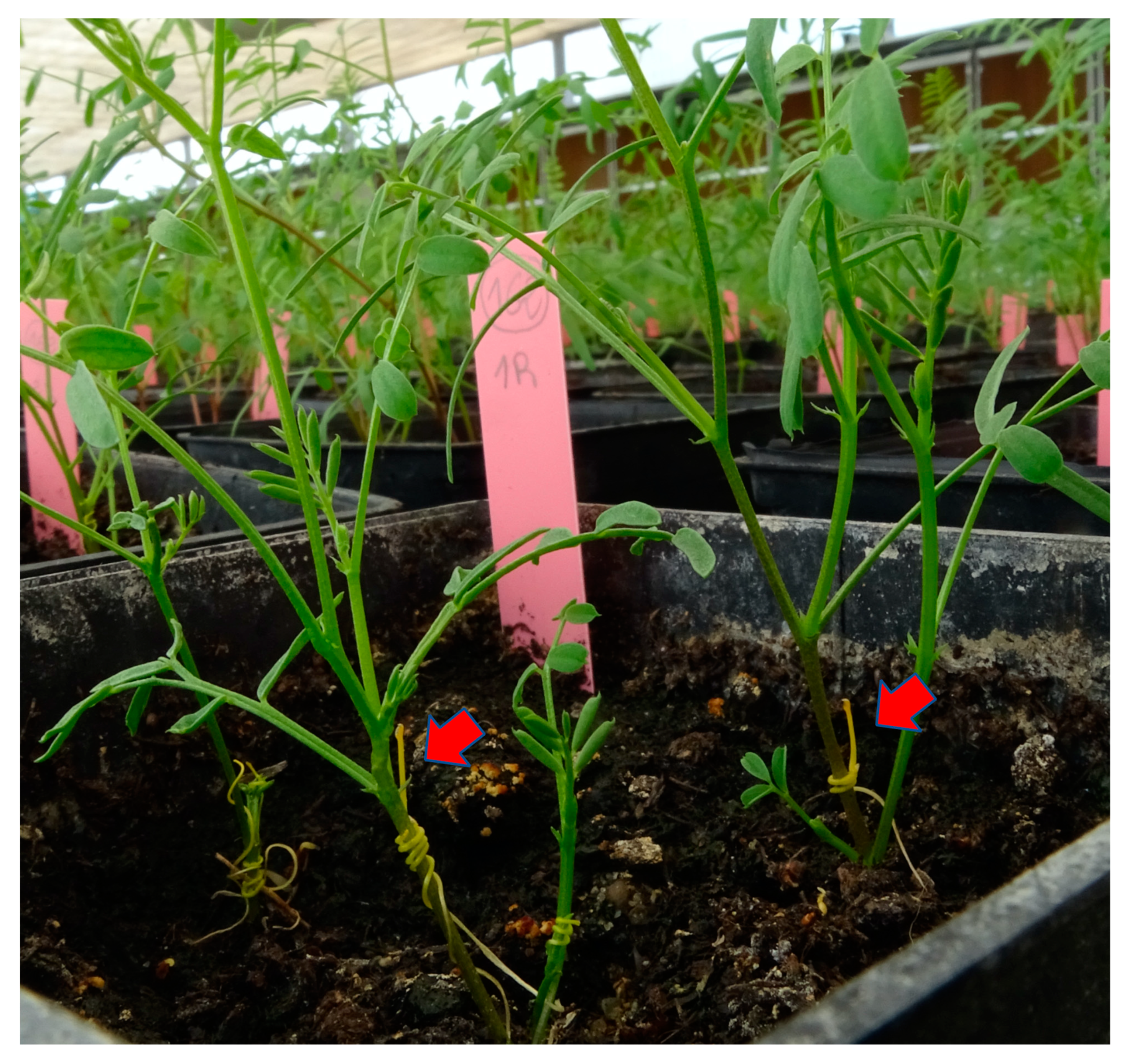 Plants 10 00738 g001