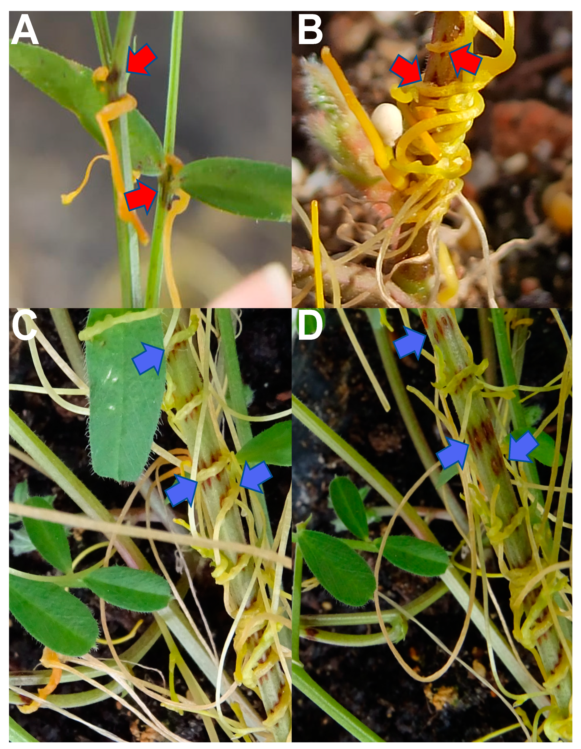 Plants 10 00738 g002