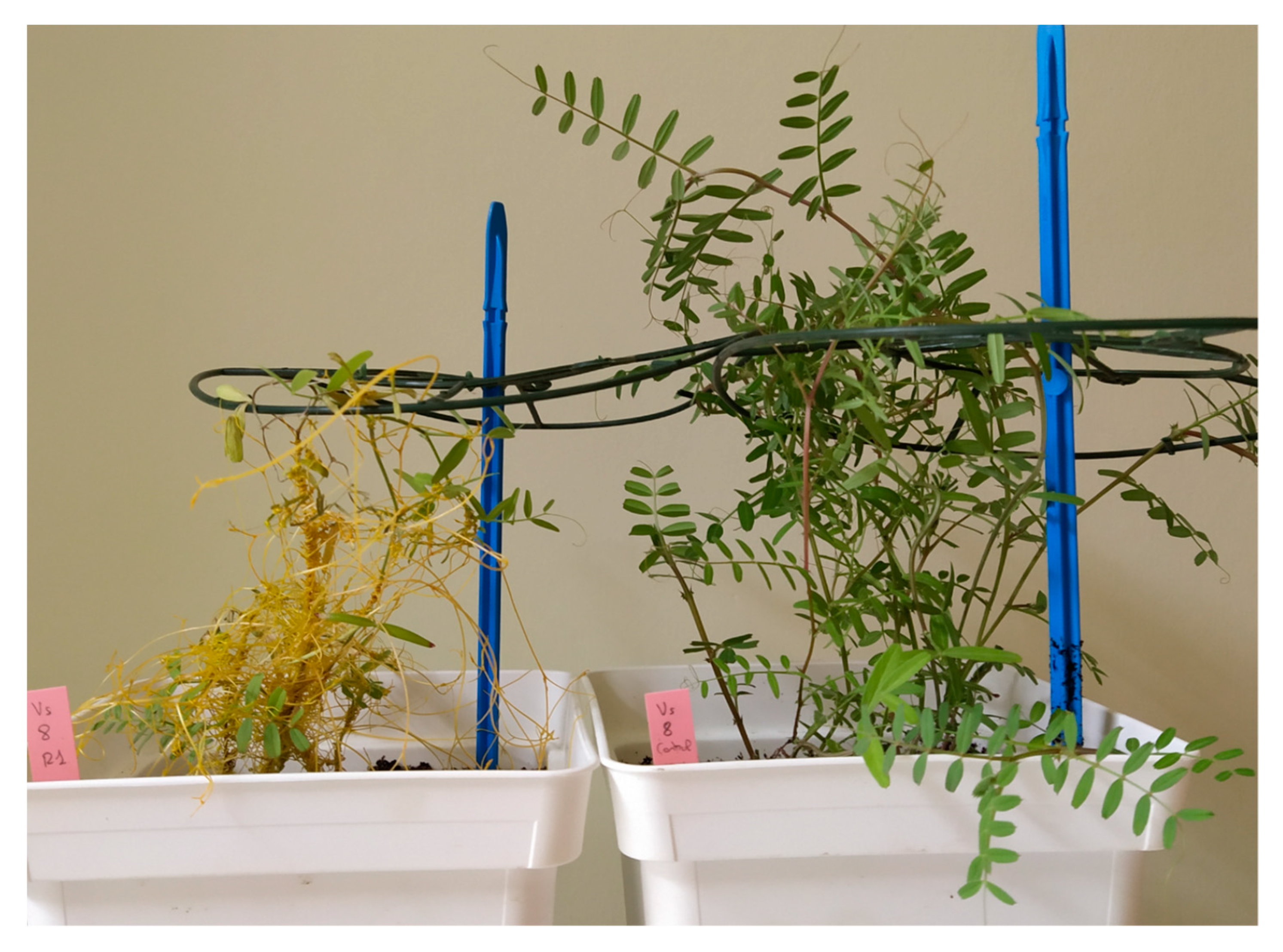 Plants 10 00738 g003