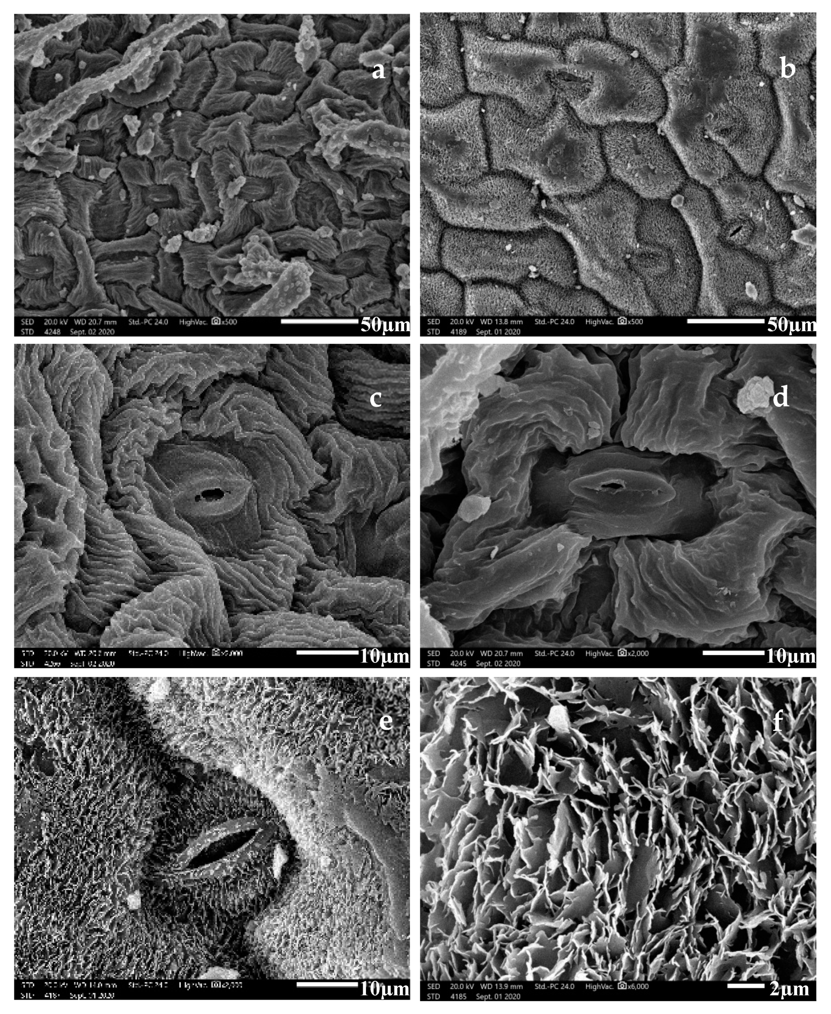 Plants 10 00740 g003