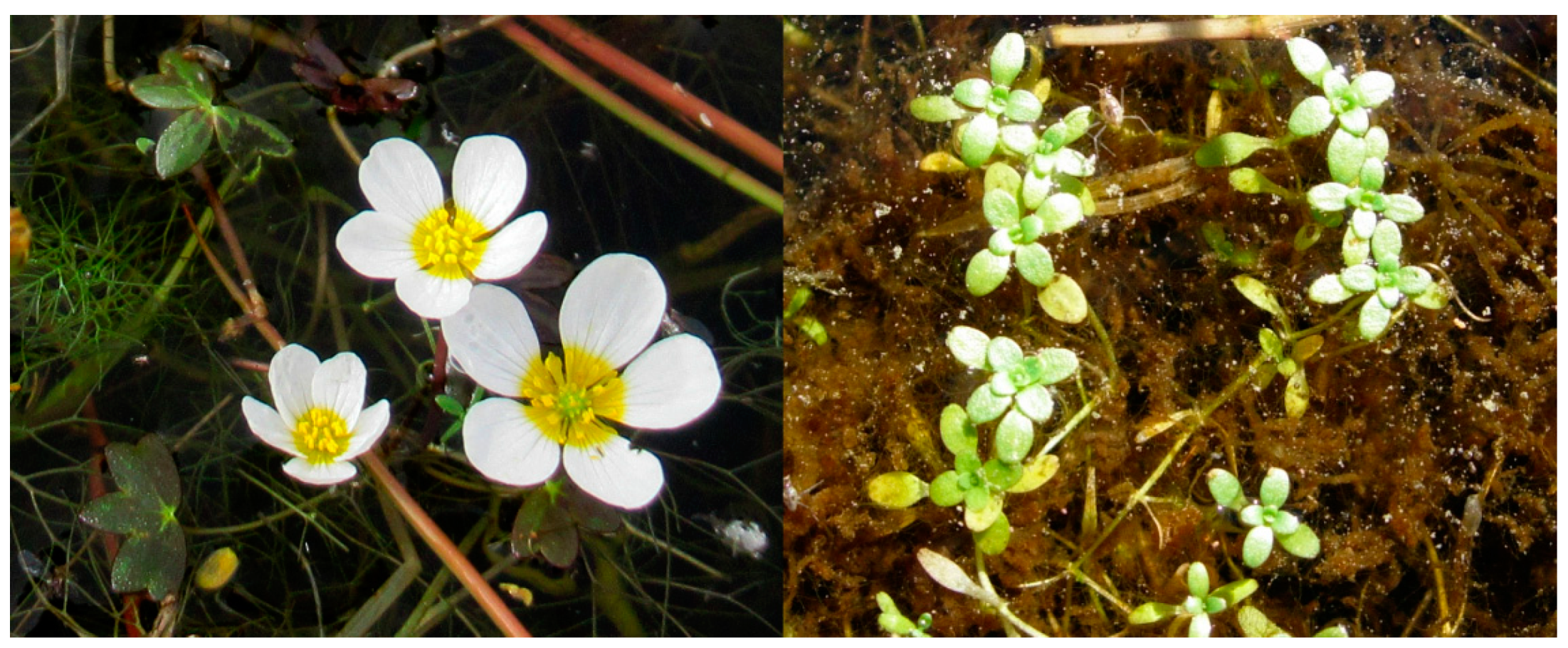 Plants 10 00741 g002 Plants 10 00741 g002