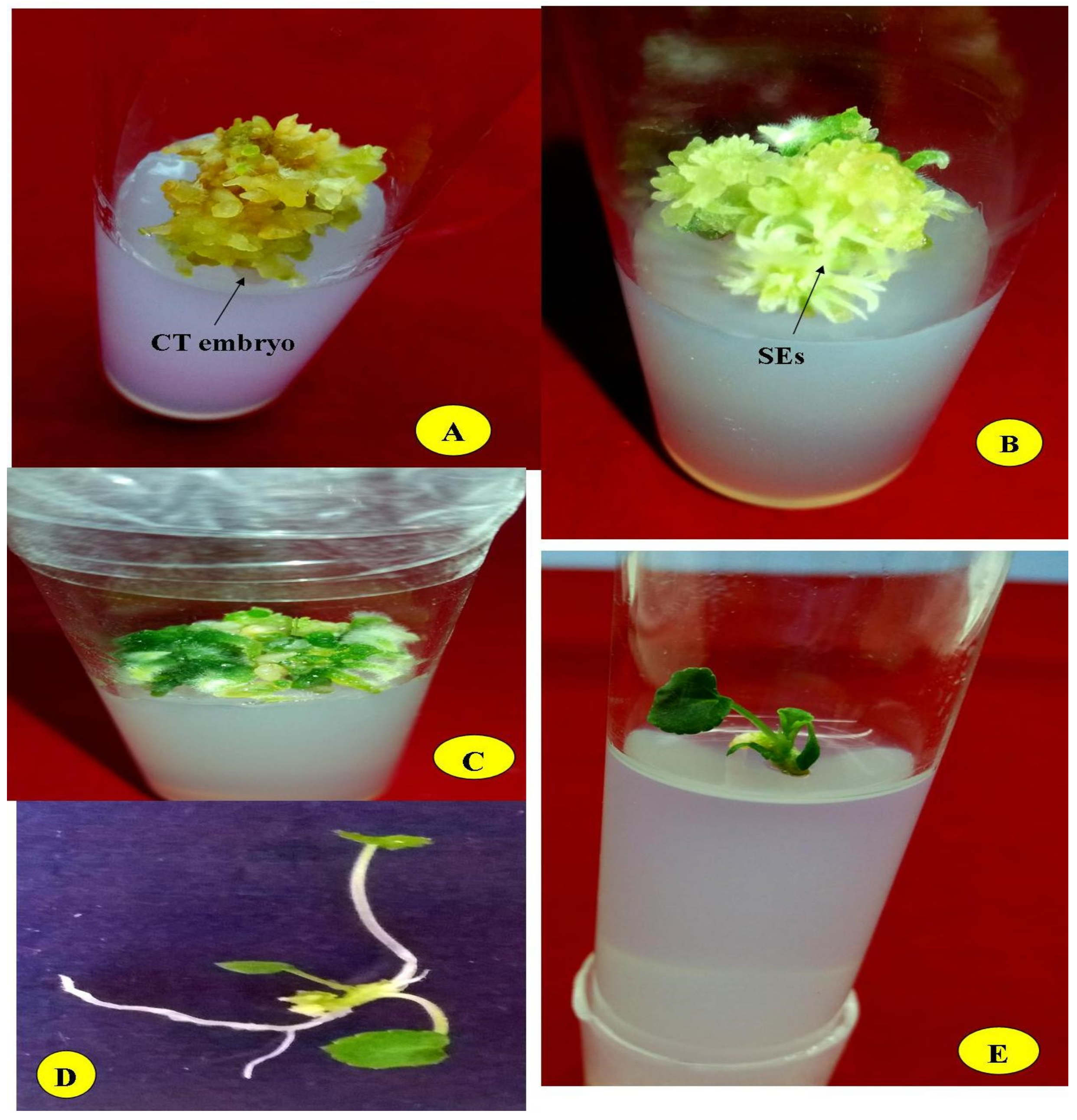 Plants 10 00761 g001 Plants 10 00761 g001