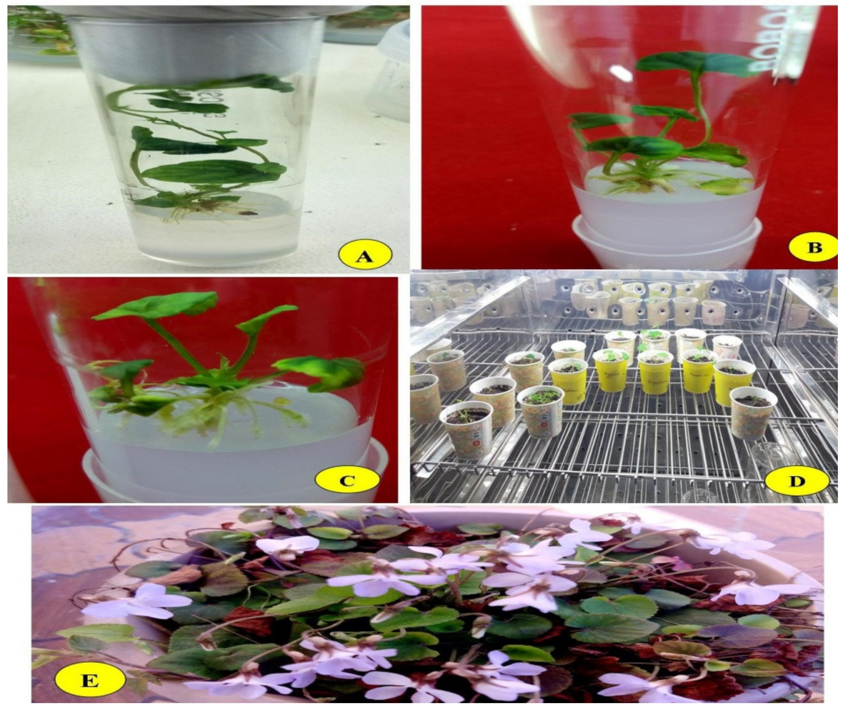 Plants 10 00761 g002 Plants 10 00761 g002