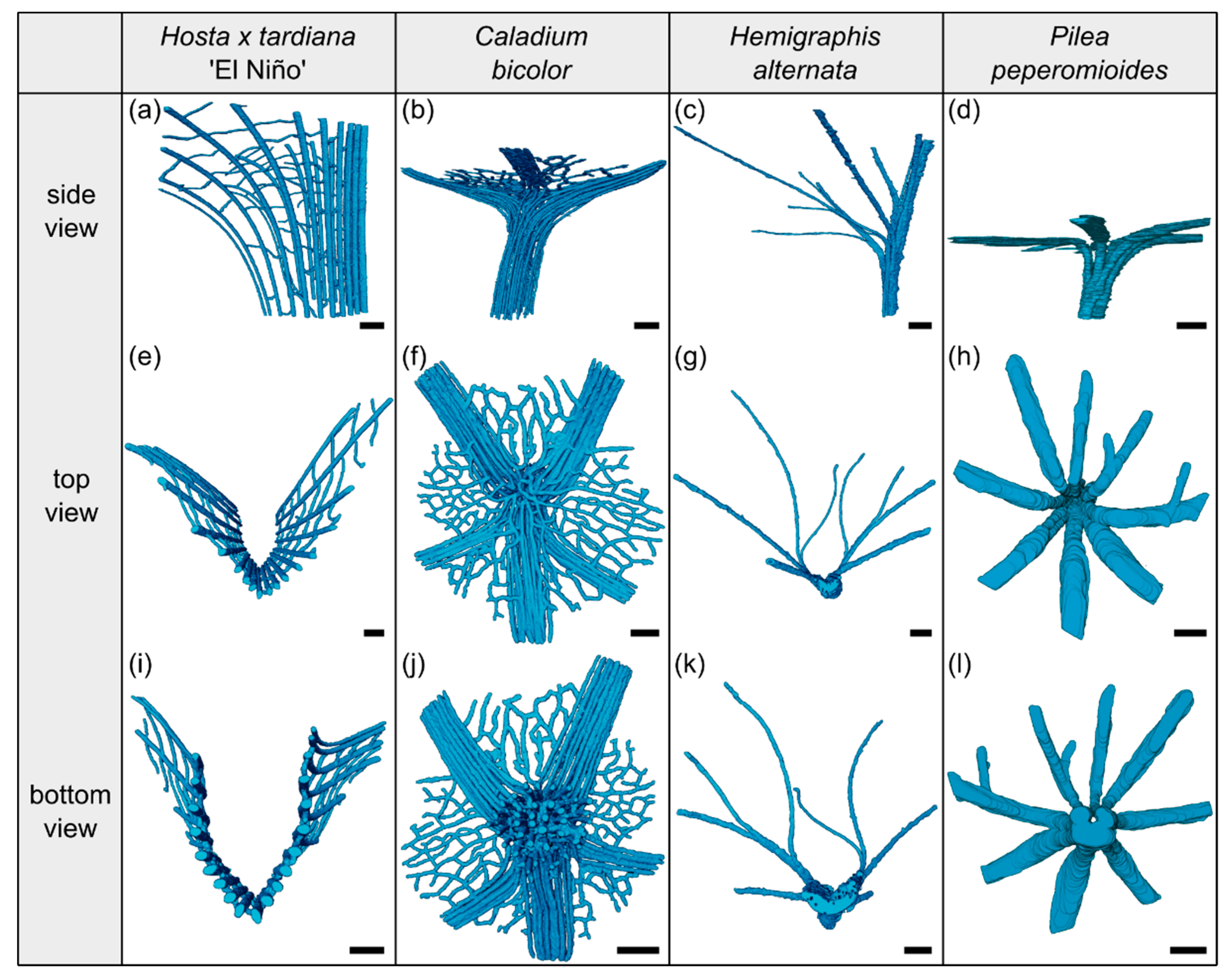 Plants Free Full Text Petiole Lamina Transition Zone A Functionally Crucial But Often Overlooked Leaf Trait Html