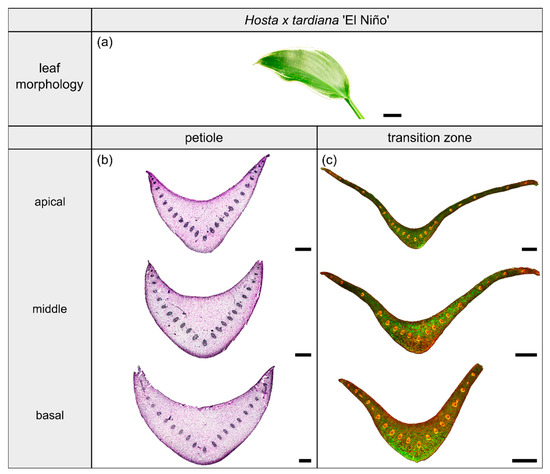 Plants Special Issue Plant Anatomy And Biochemistry