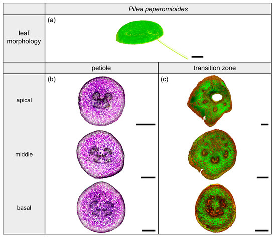 Plants Special Issue Plant Anatomy And Biochemistry