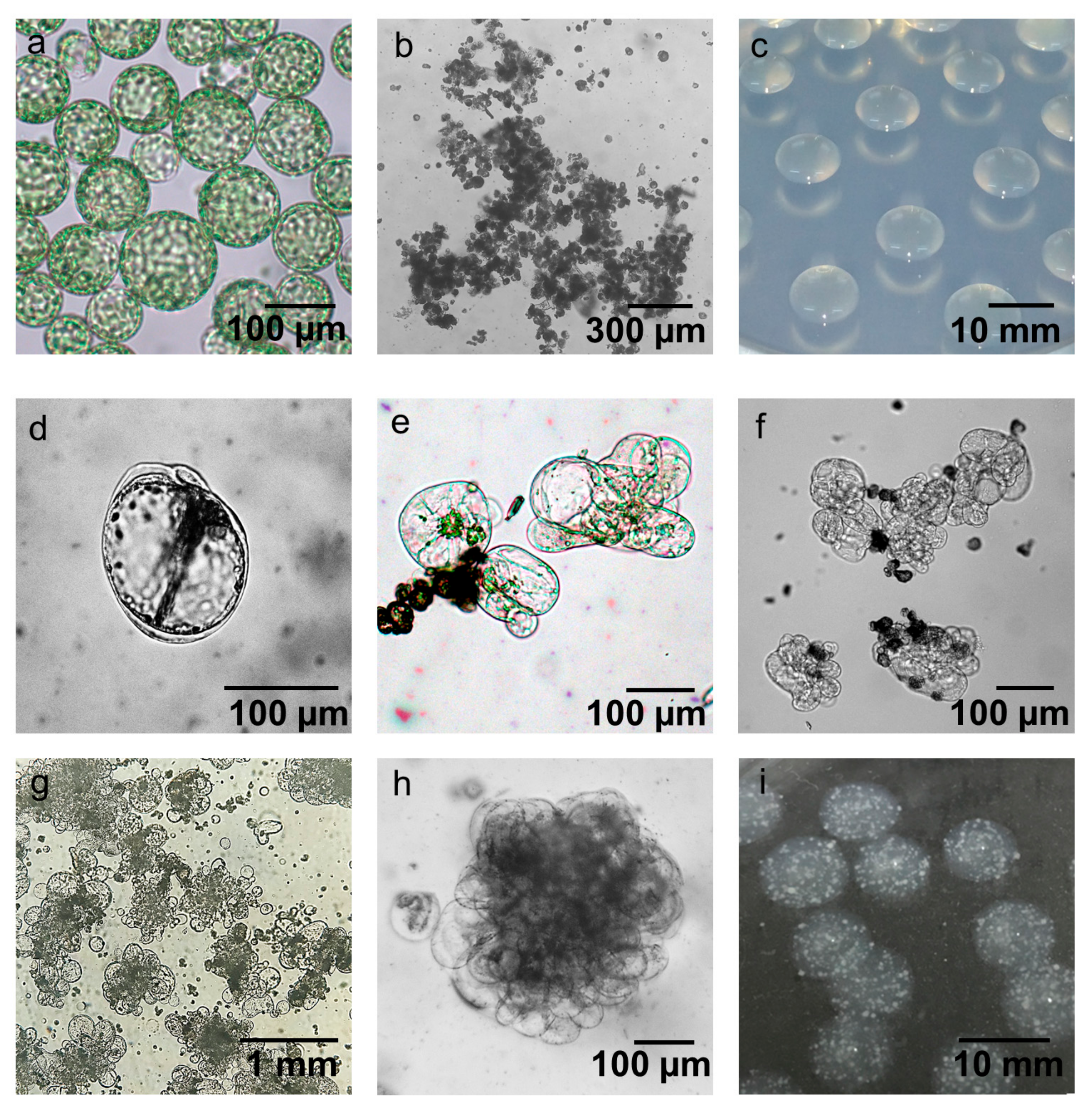 Plants 10 00781 g004 Plants 10 00781 g004