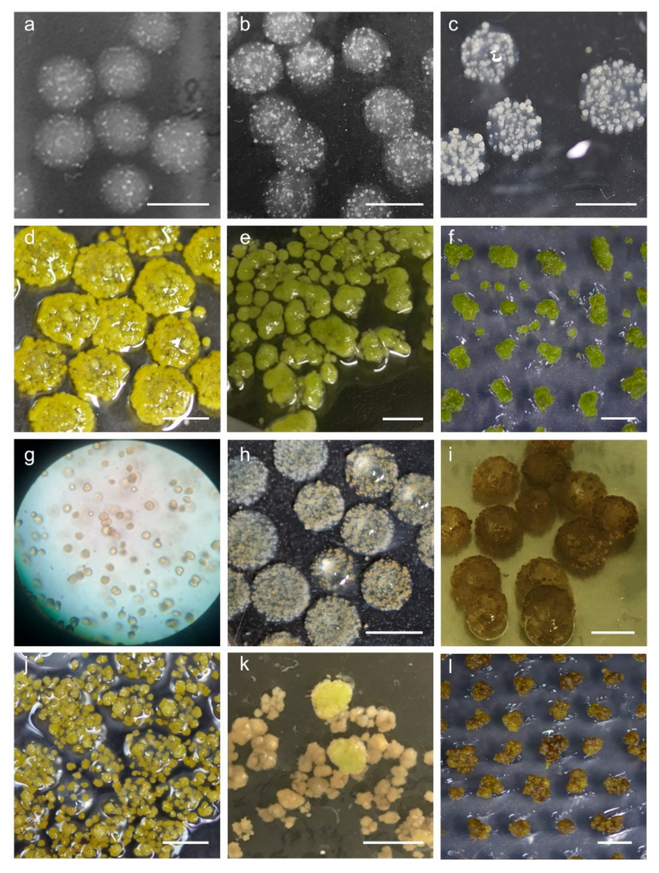 Plants 10 00781 g005 Plants 10 00781 g005