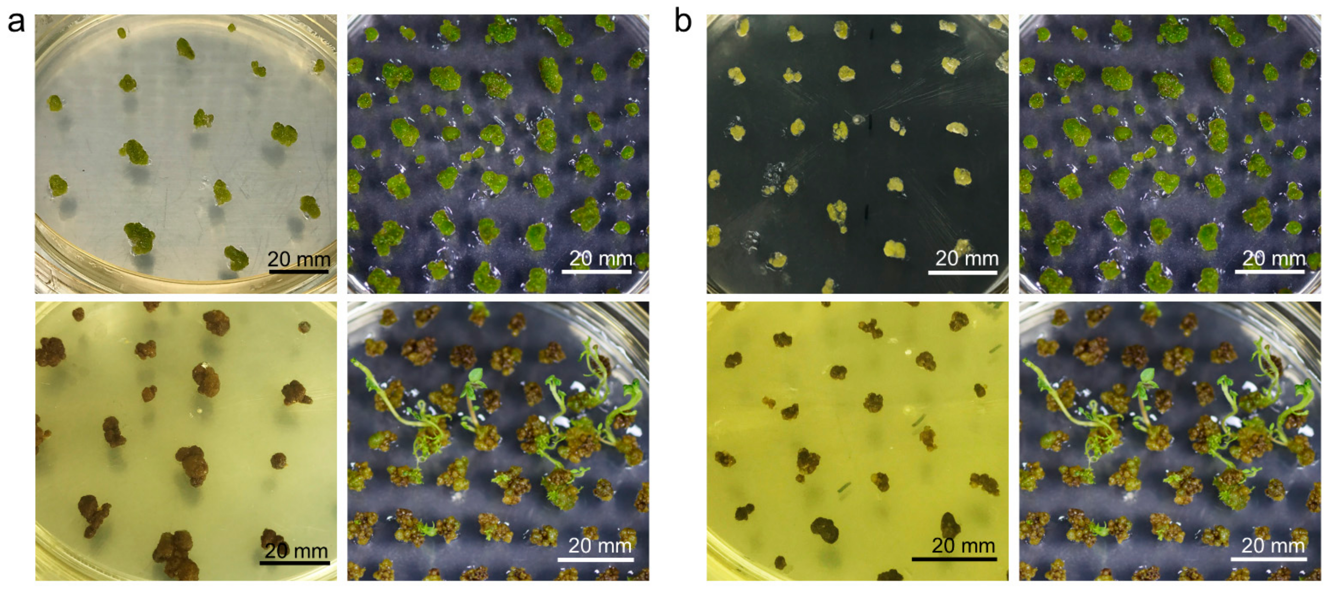 Plants 10 00781 g006 Plants 10 00781 g006