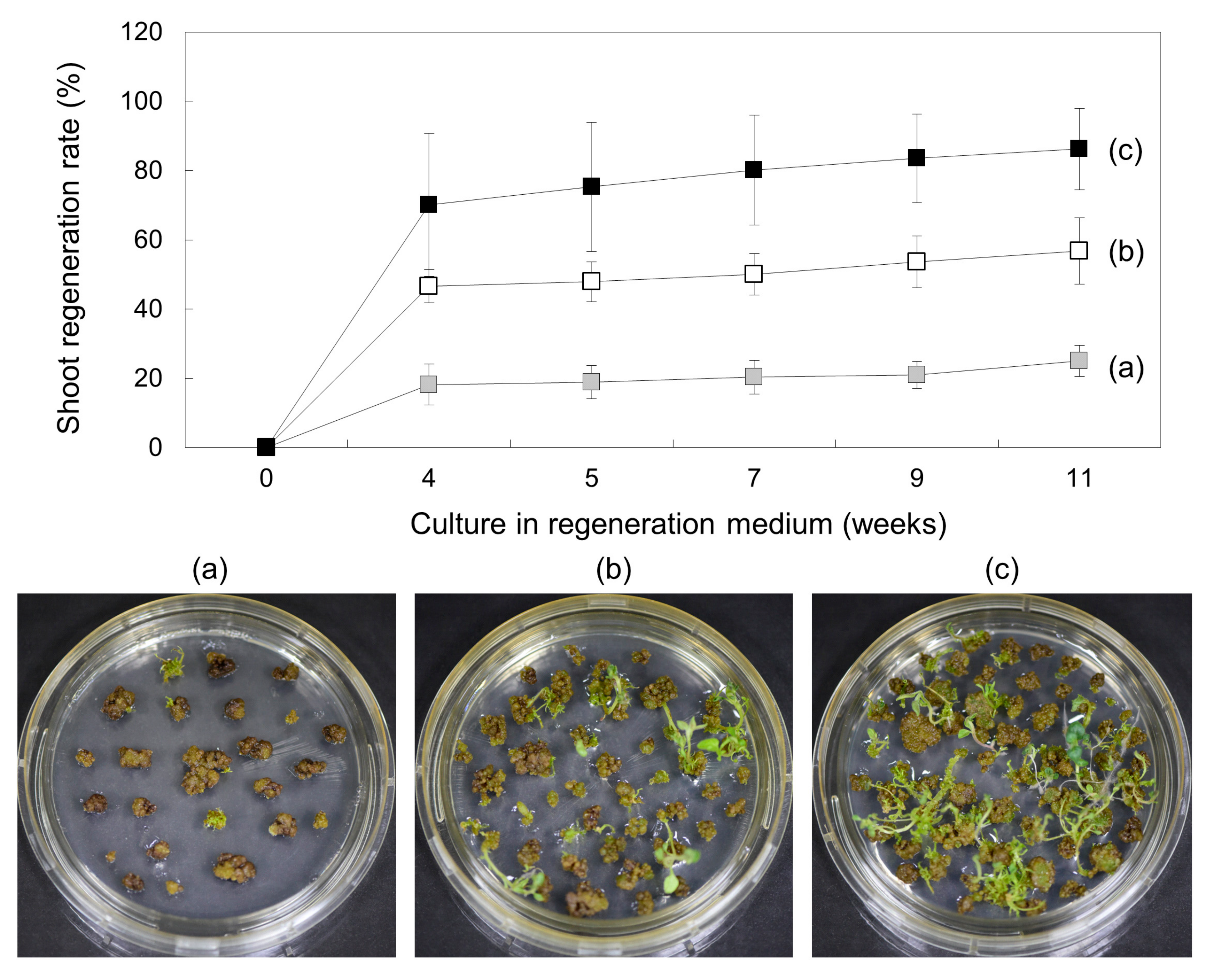 Plants 10 00781 g007 Plants 10 00781 g007
