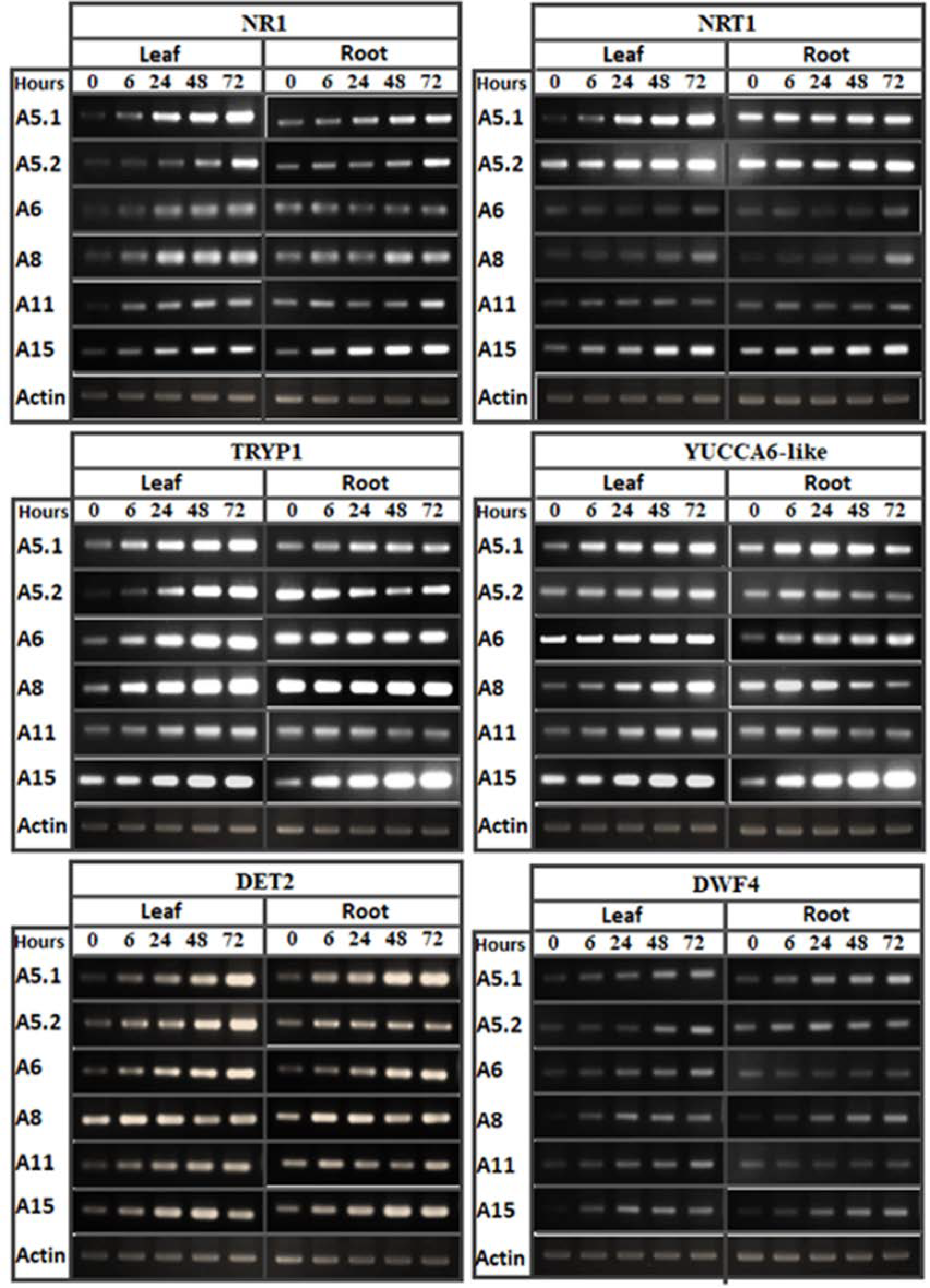 Plants 10 00784 g008 Plants 10 00784 g008