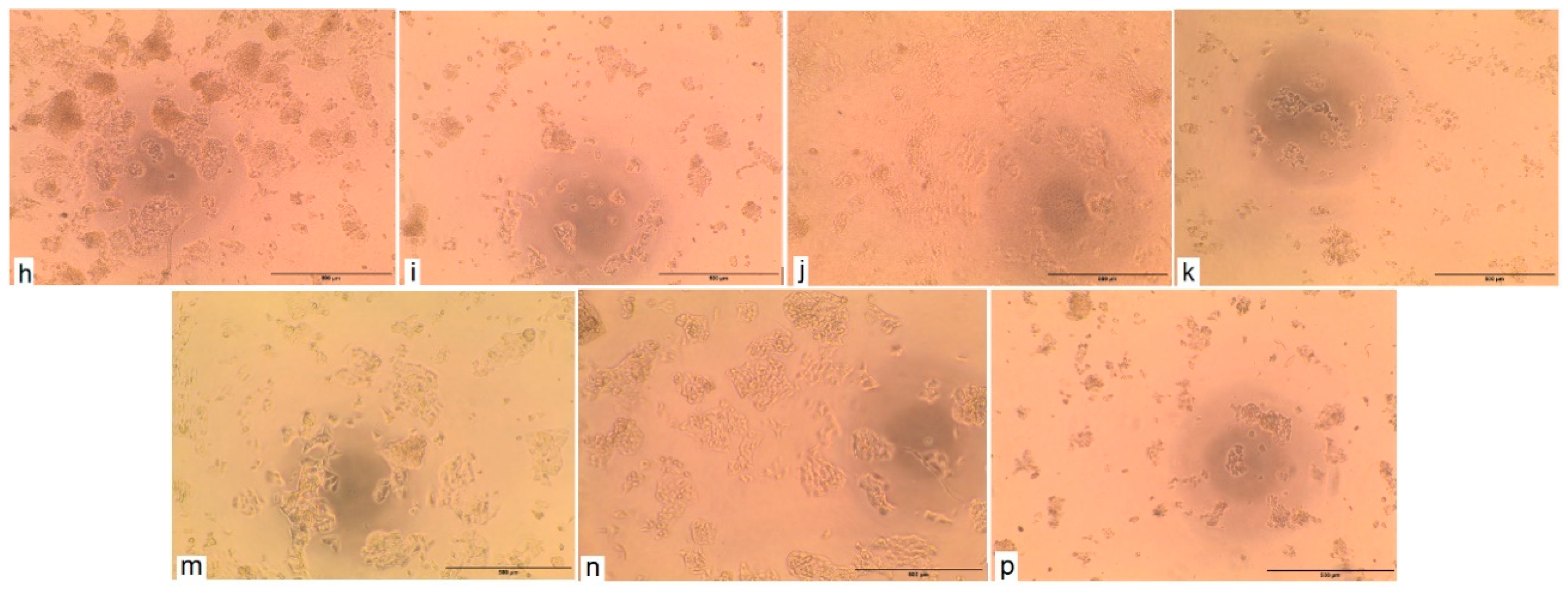 Plants 10 00786 g003