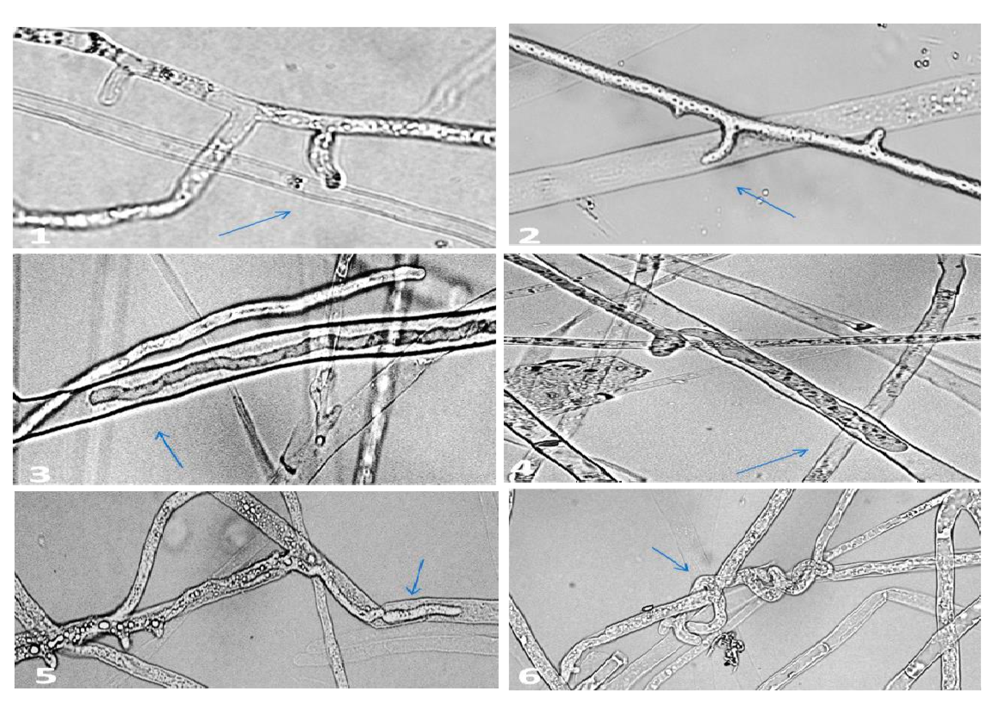 Plants 10 00788 g002