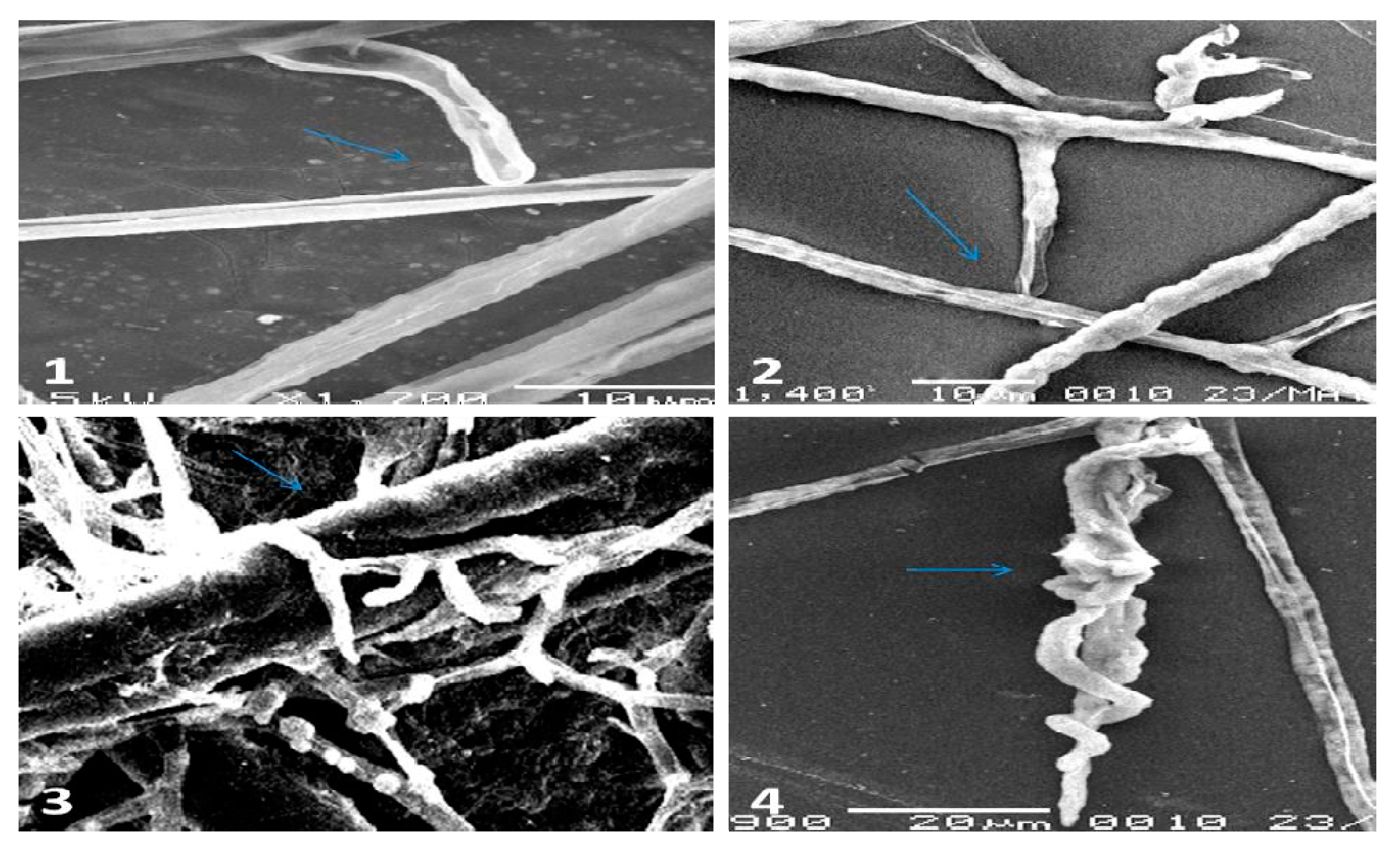 Plants 10 00788 g003