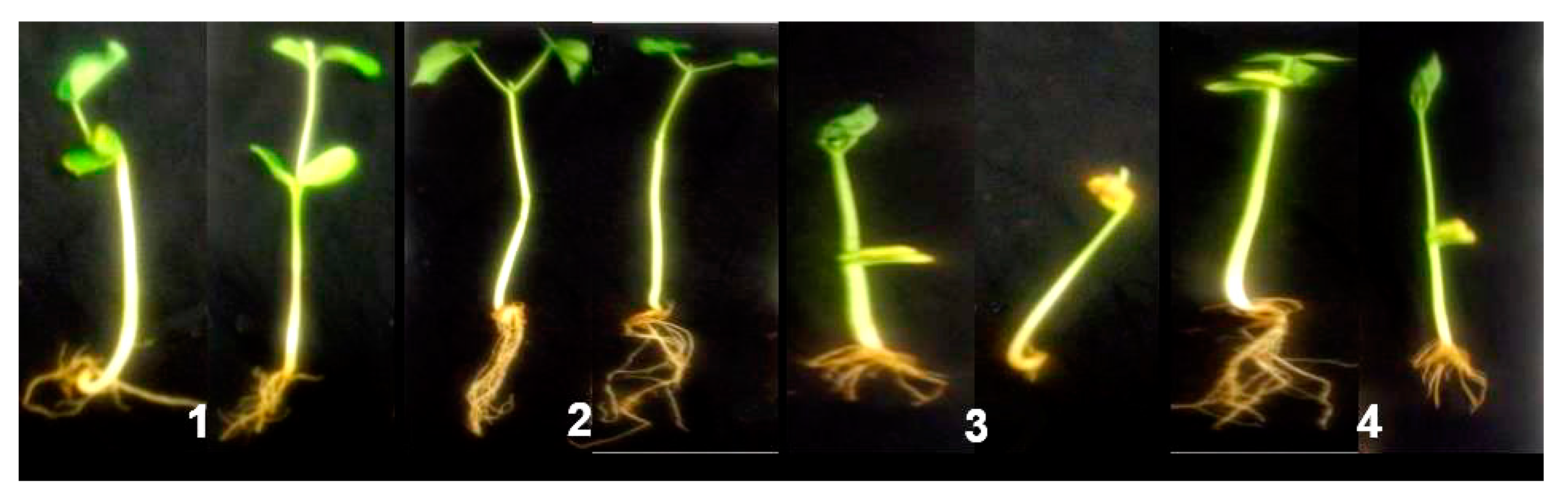 Plants 10 00788 g006