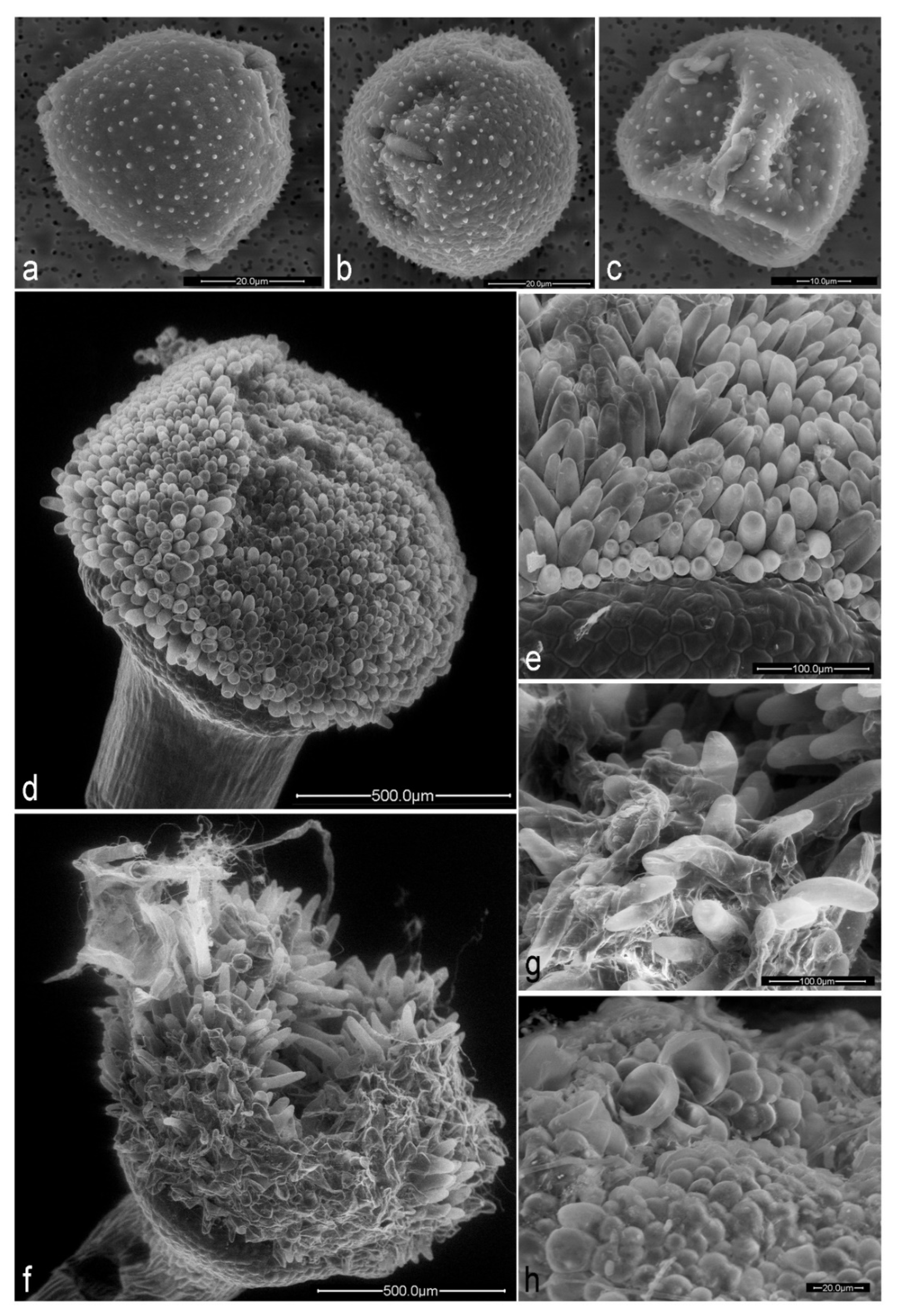 Plants 10 00815 g002