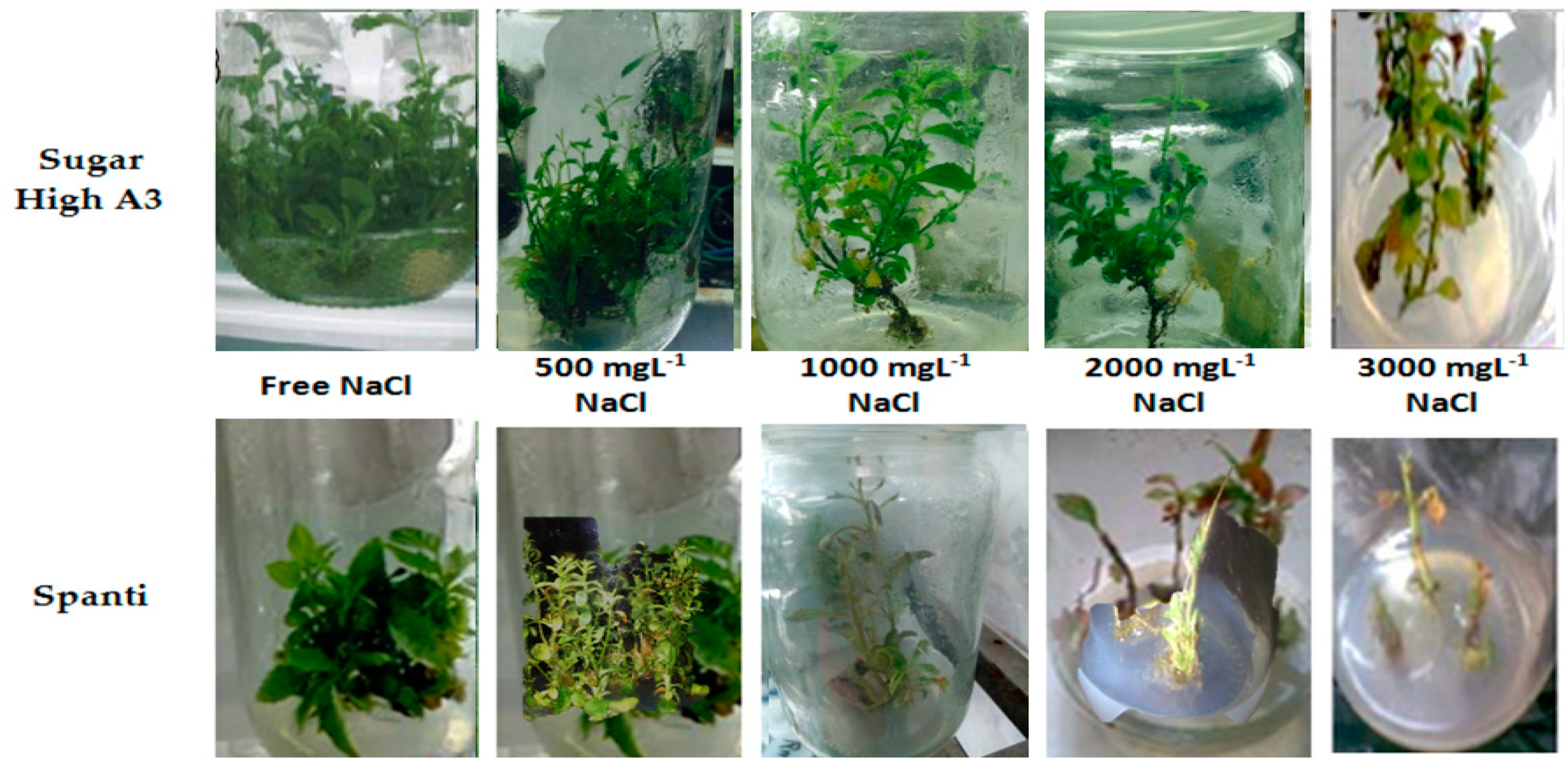 Plants 10 00820 g001