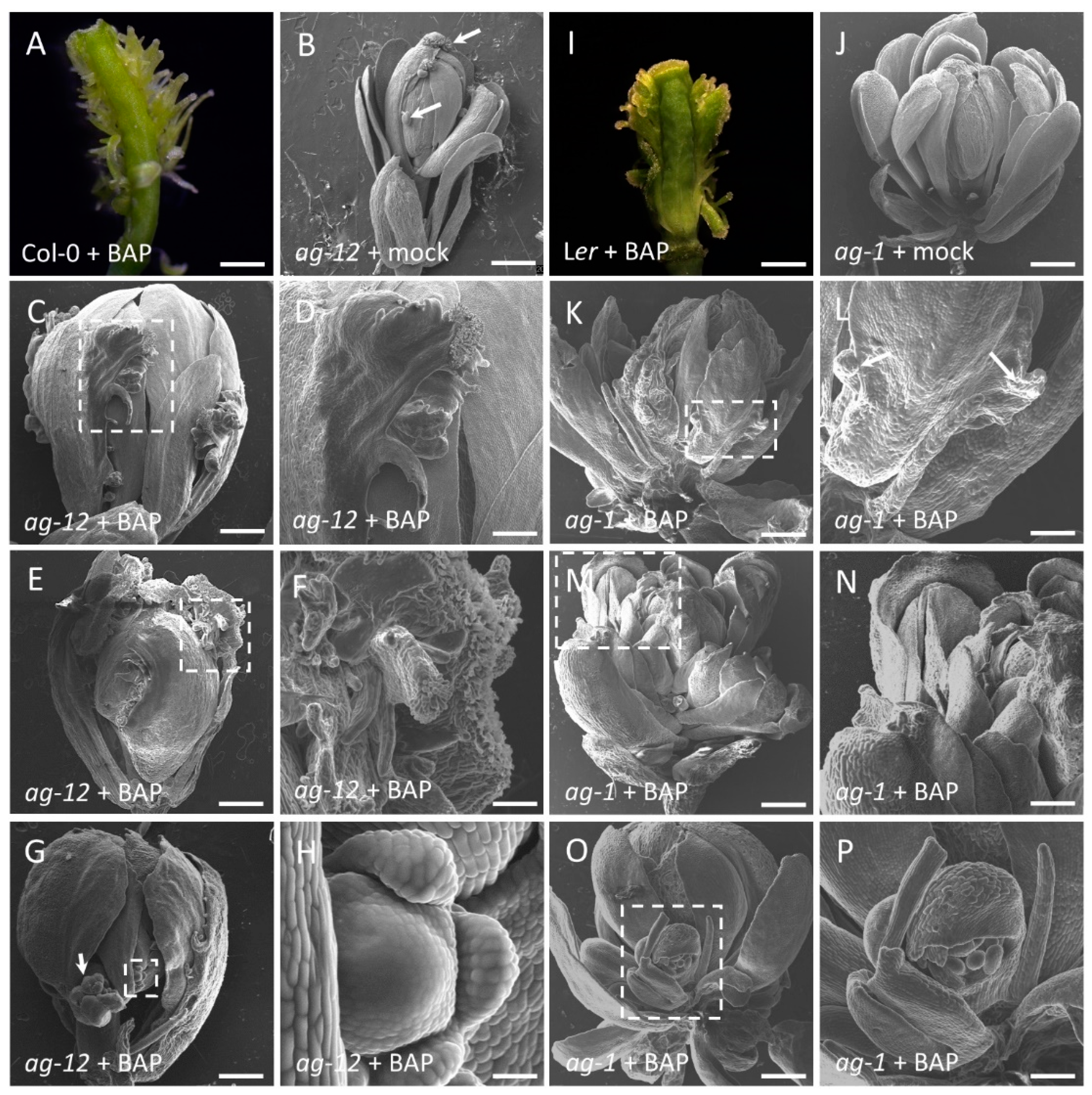 Plants 10 00827 g001 Plants 10 00827 g001