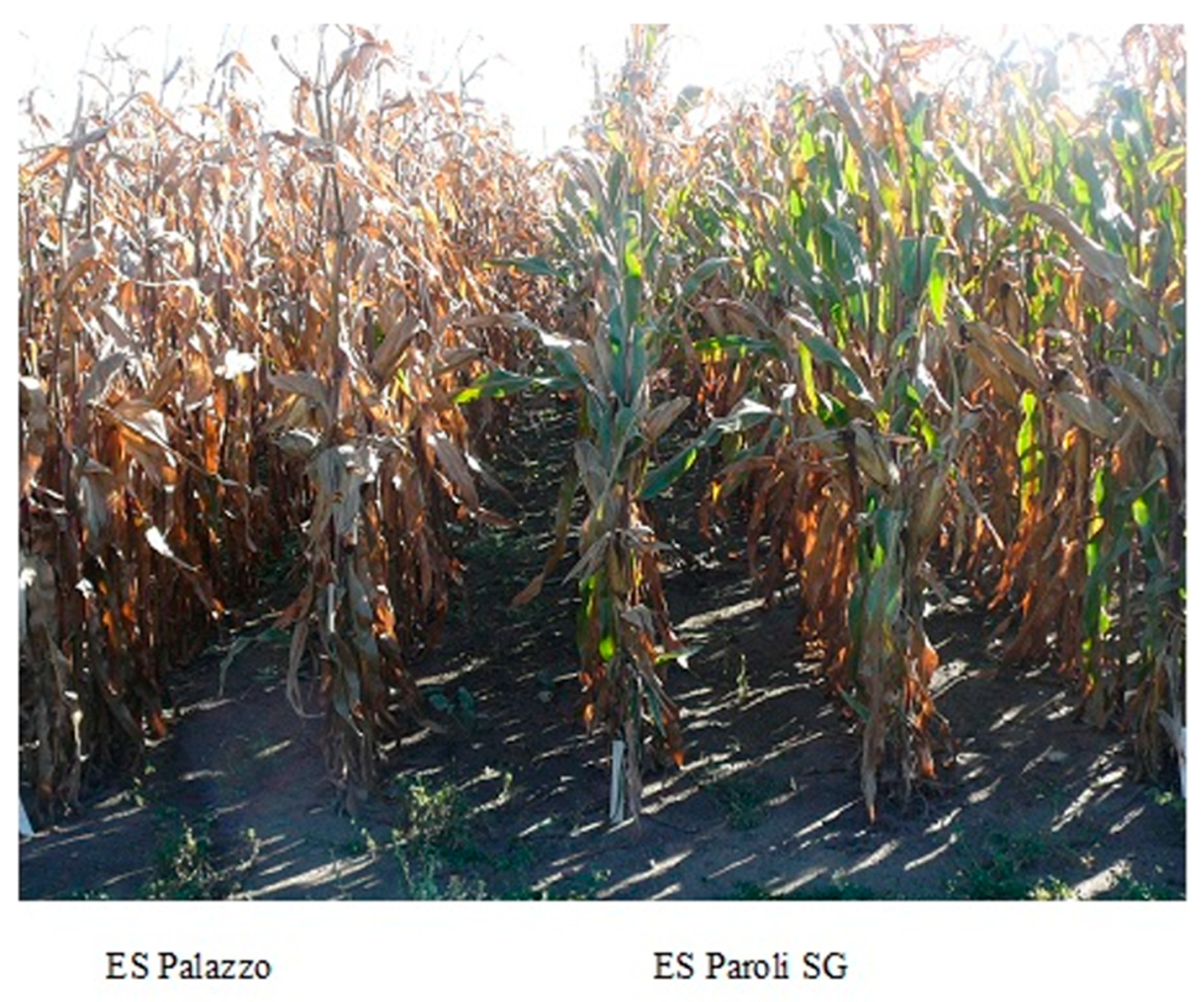 Plants 10 00830 g001