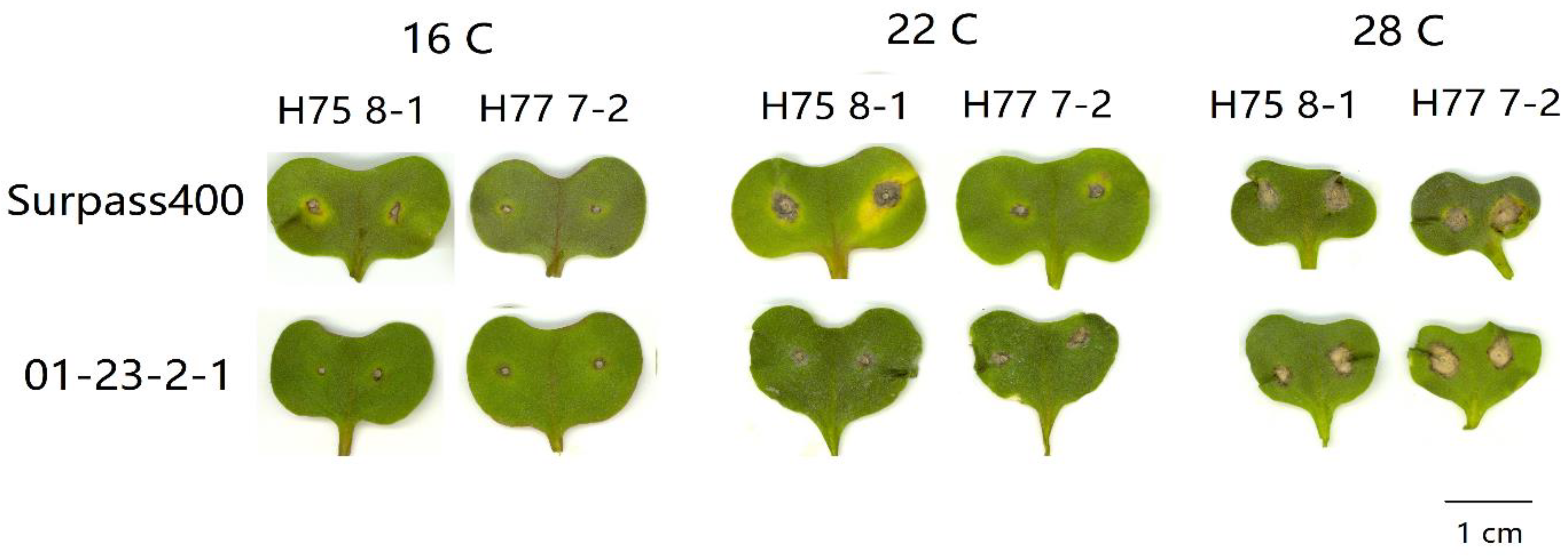 Plants 10 00843 g001 Plants 10 00843 g001