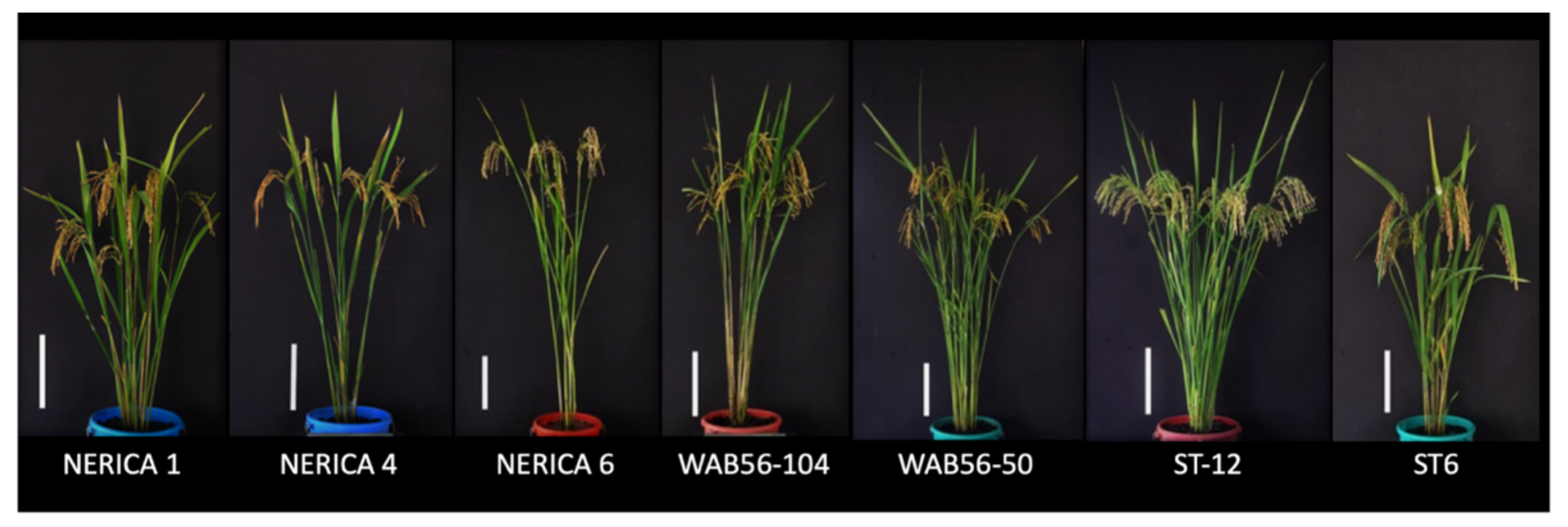 Plants 10 00844 g009 Plants 10 00844 g009