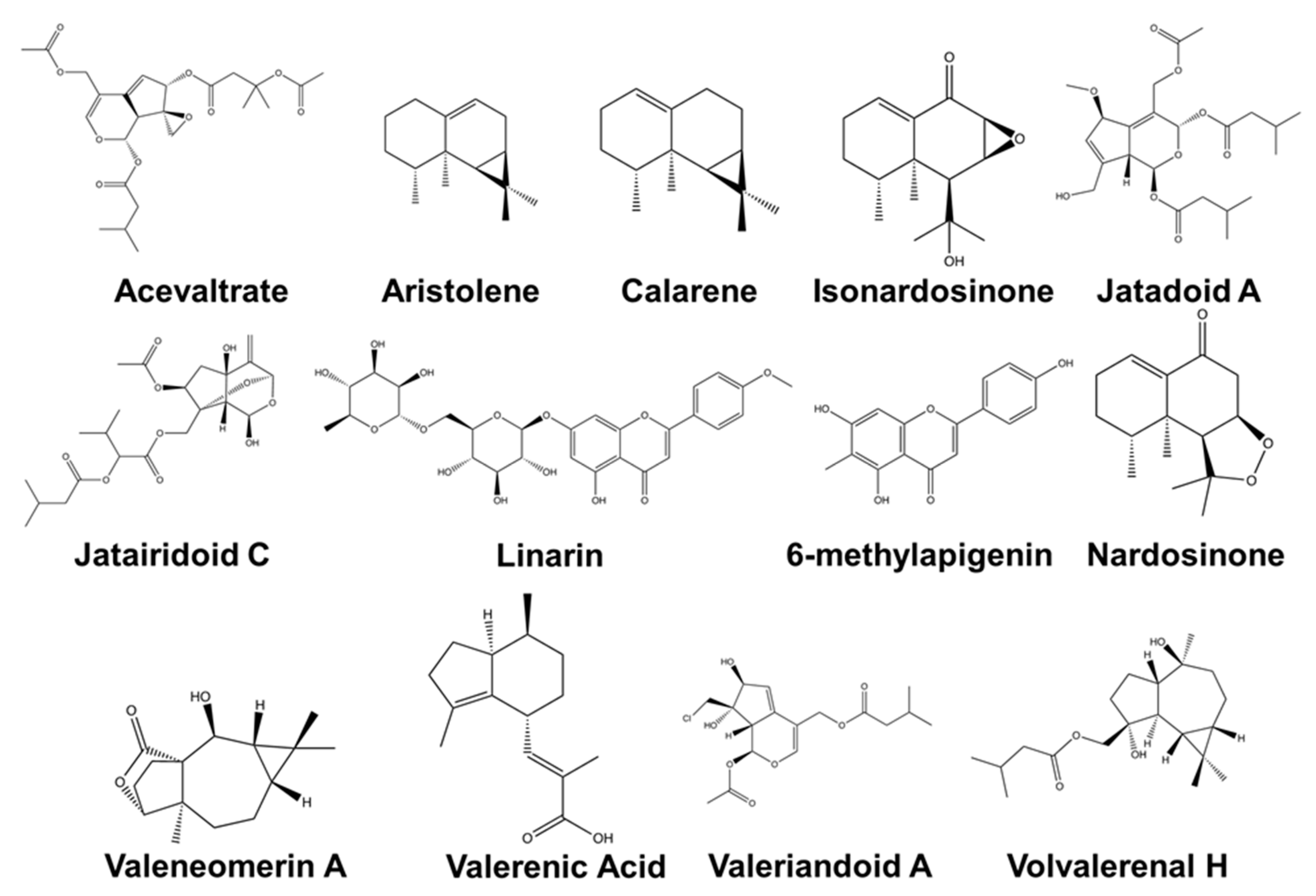 Valériane officinale réf.57