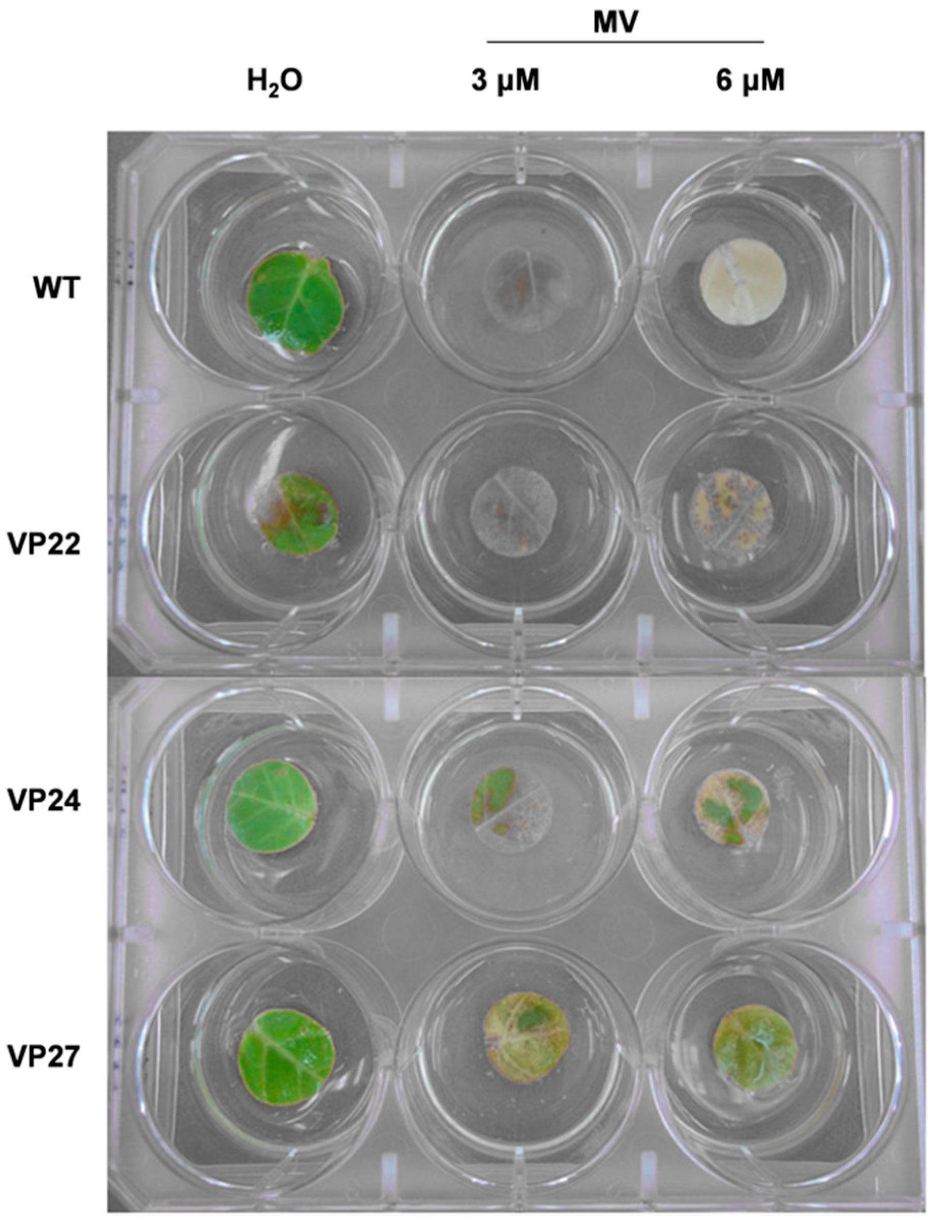 Plants 10 00859 g009