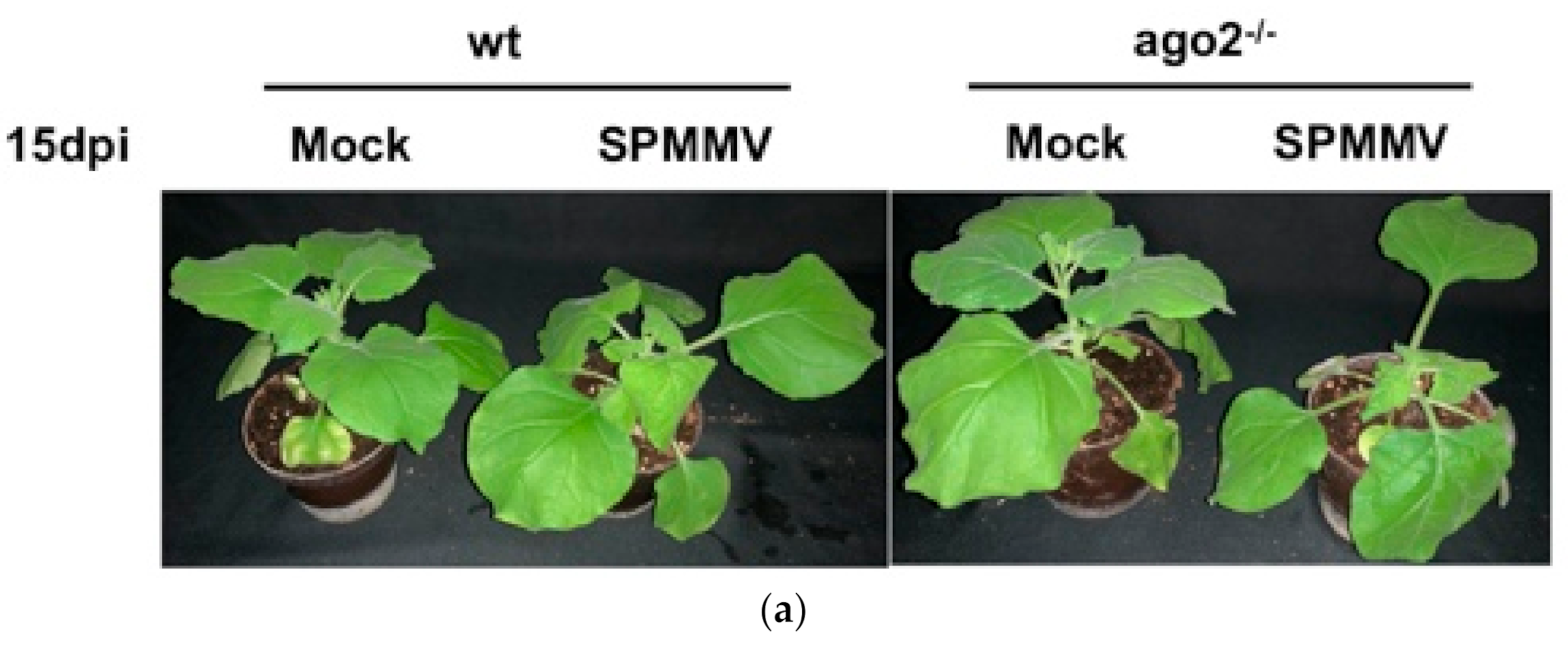 Plants 10 00867 g001a