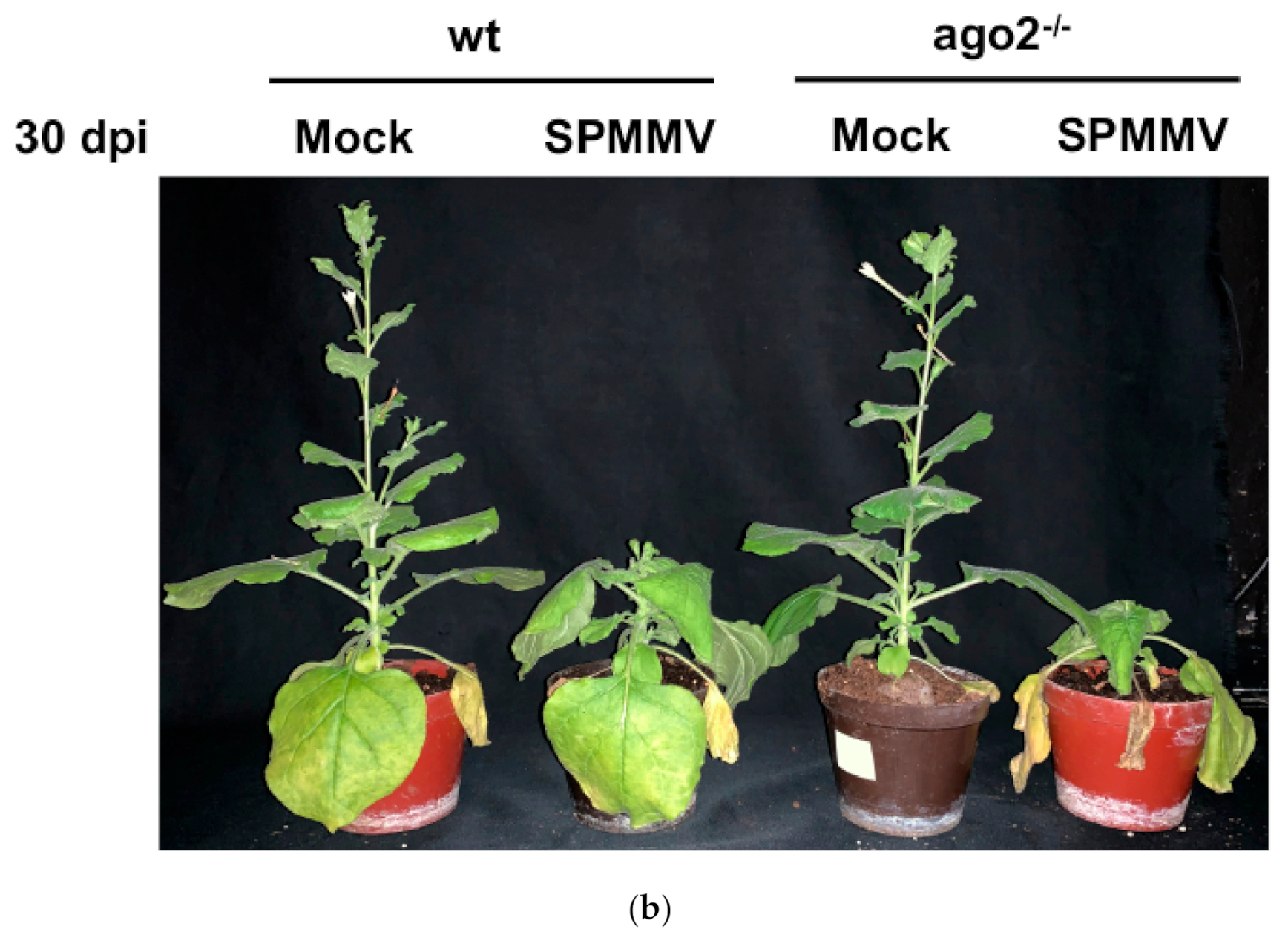 Plants 10 00867 g001b